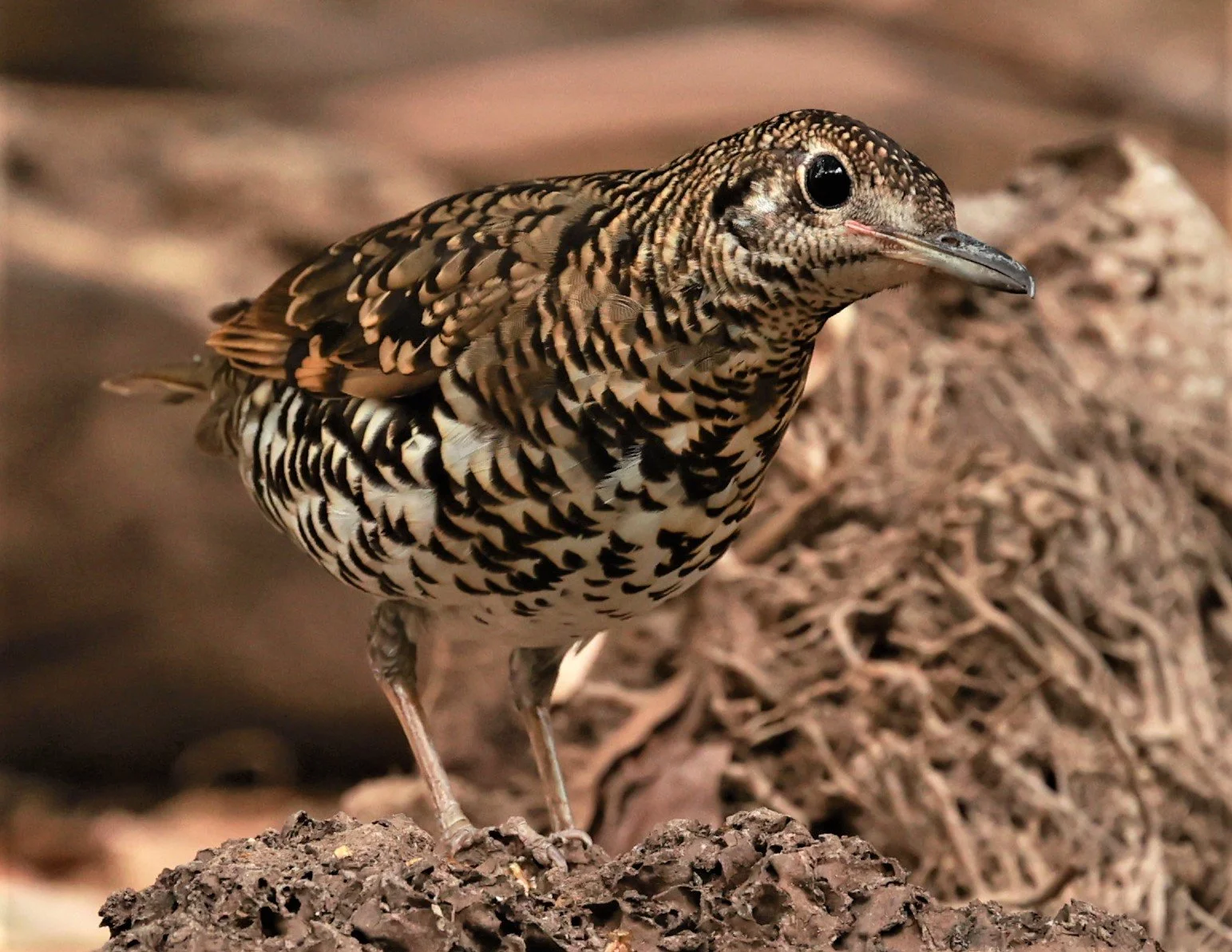 White's Thrush (Zoothera aurea) Putthamonthon Park Nakhon Pathom Thailand (45).jpg