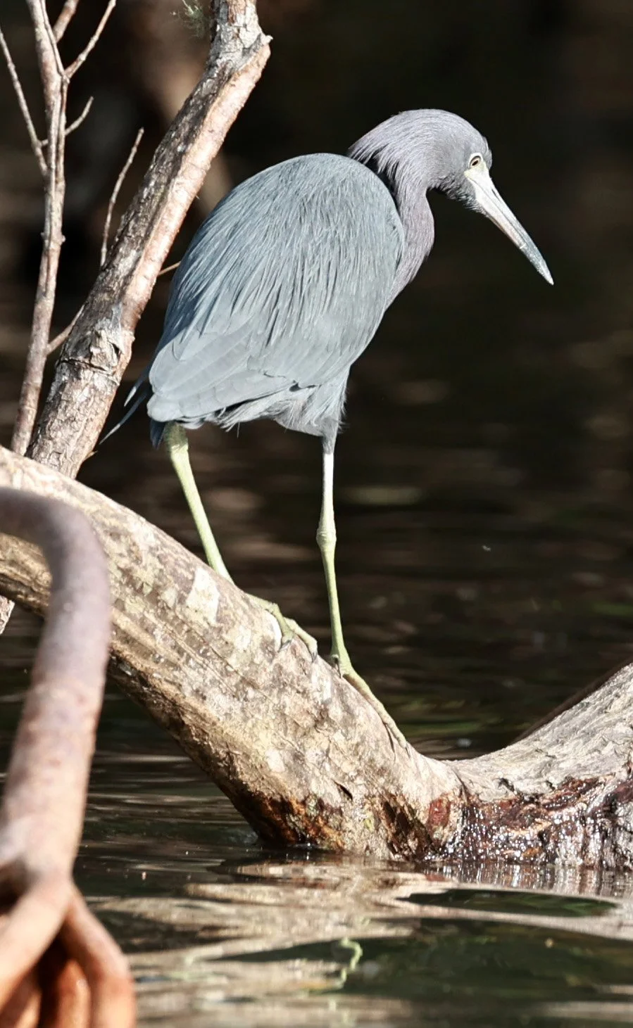 Little Blue Heron (Egretta caerulea) Superagüi National Park, Brazil (14).jpg