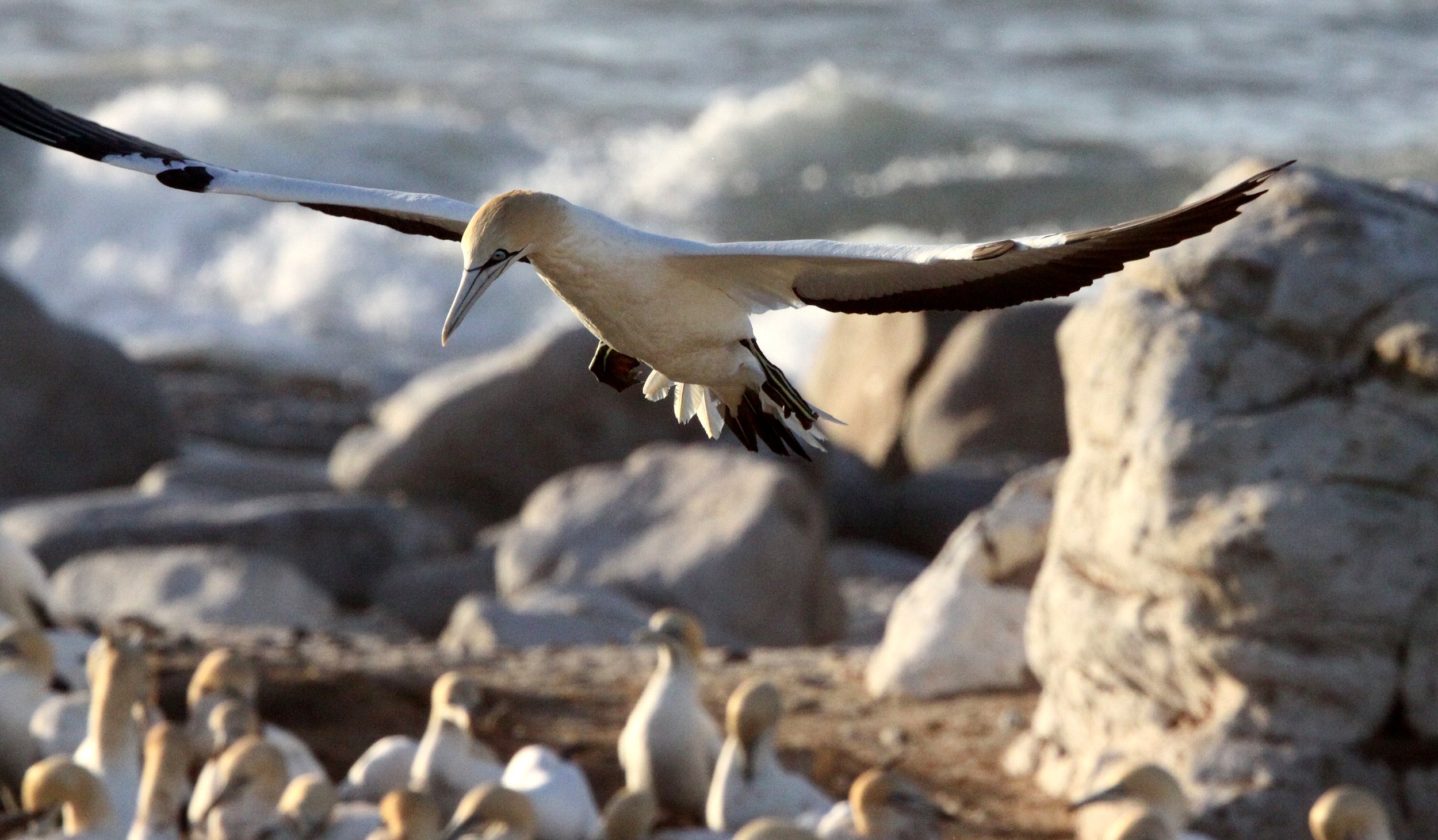 Cape gannet (Morus capensis) Lambert's Bay South Africa (27).JPG