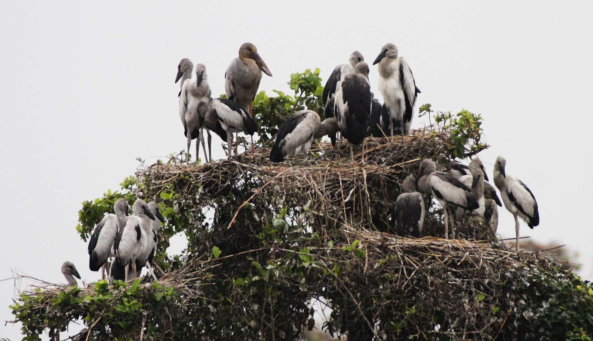 STORK - ASIAN OPENBILL - Anastomus oscitans - ROOKERY IN BUENG BORAPHET THAILAND - CHRISTMAS IN THAILAND TRIP 2008 (6).JPG