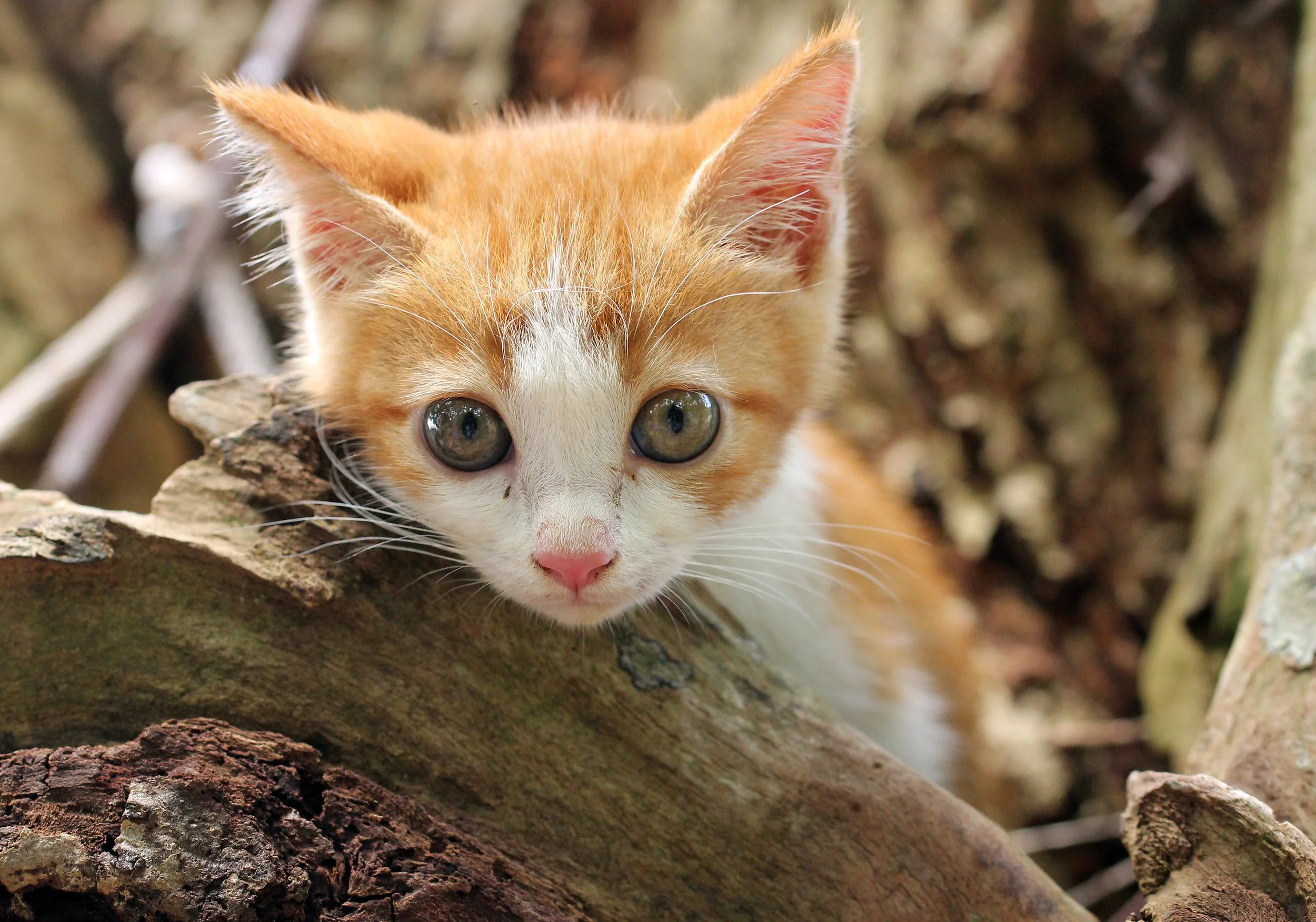 2015 Koh Lanta Summer Misc Images (1056).JPG