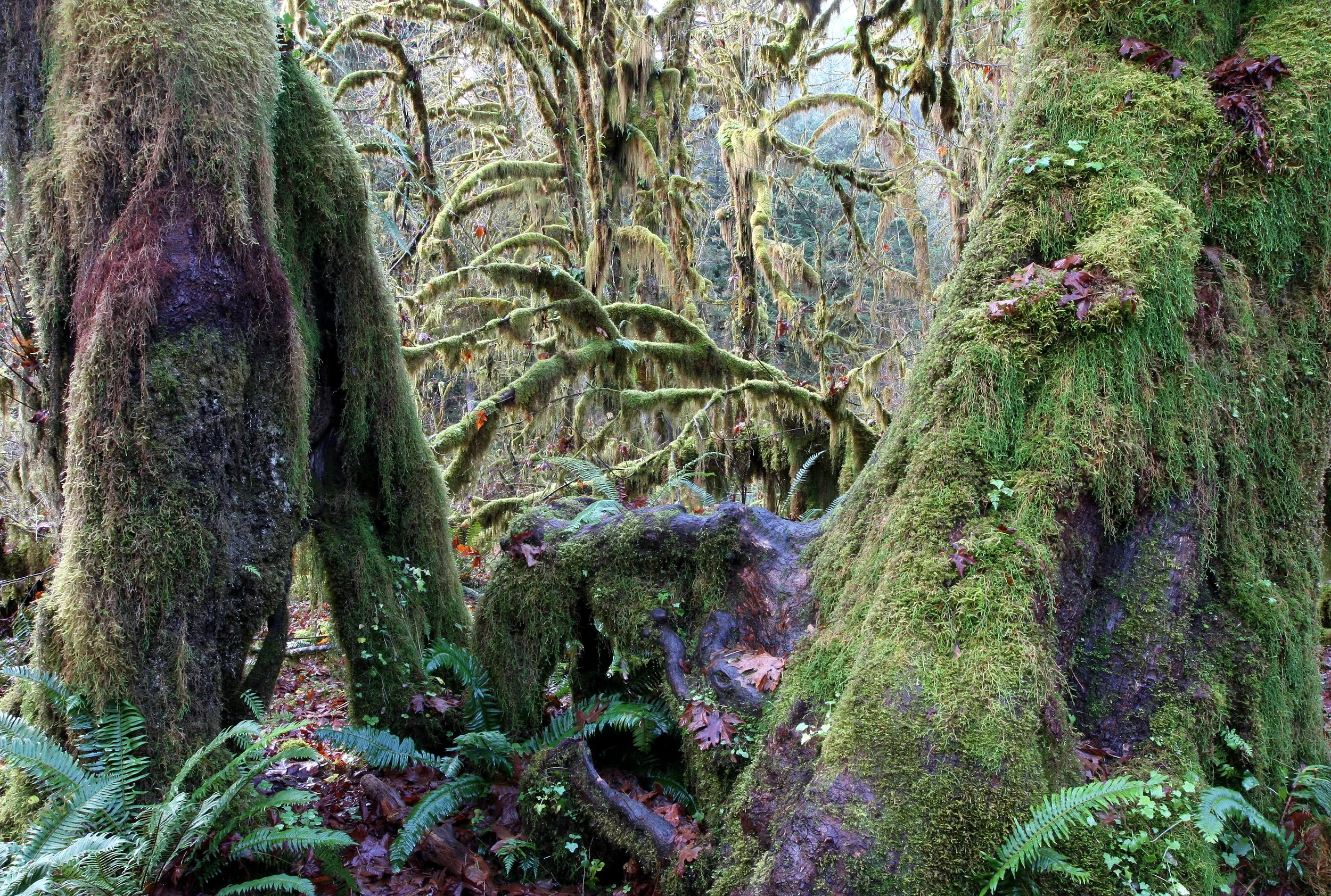 HOH RAINFOREST WA (35).JPG