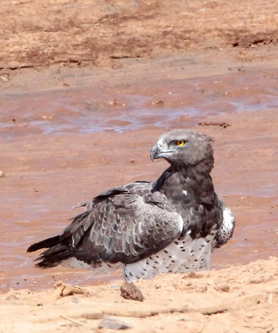 Polemaetus bellicosus - MARTIAL EAGLE - SAMBURU NATIONAL PARK KENYA (14).JPG