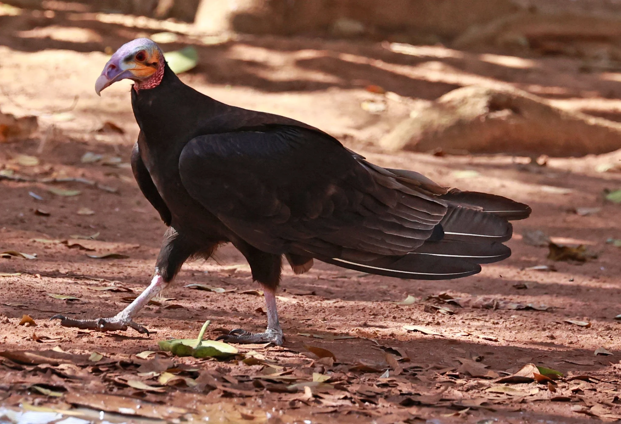 Vulture - Lesser Yellow-headed Vulture - Cathartes burrovianus - Emas National Park, Goias Brazil (5).jpg