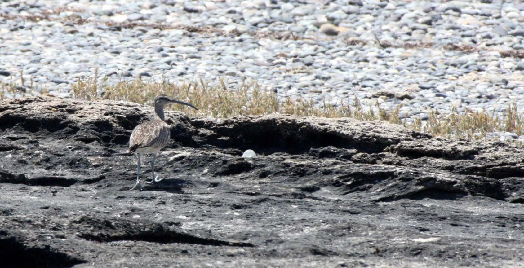 BIRD - WHIMBREL - SAN IGNACIO LAGOON BAJA MEXICO.JPG
