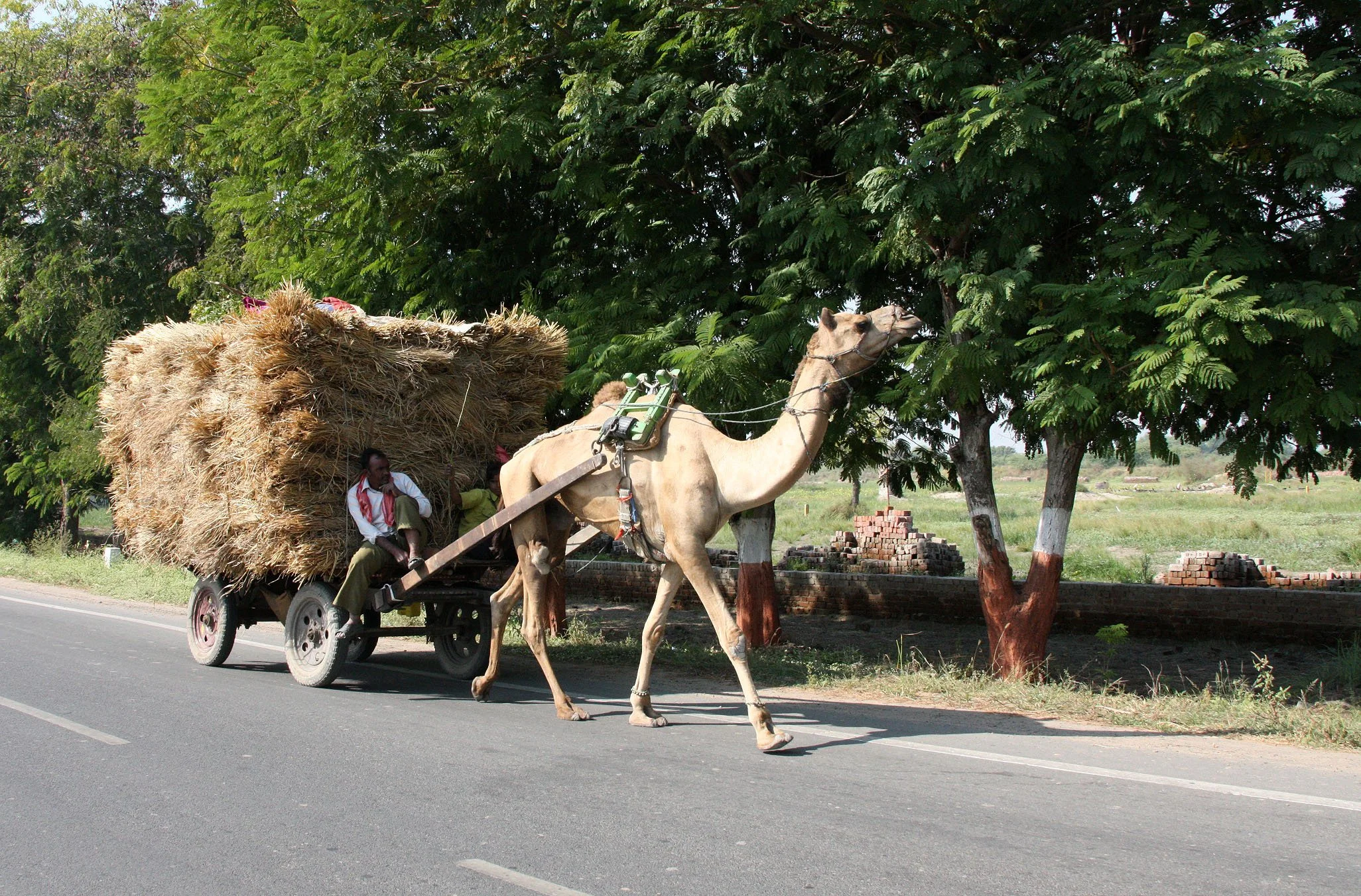 GUJARAT - AHMEDABAD GUJARAT INDIA (3).JPG