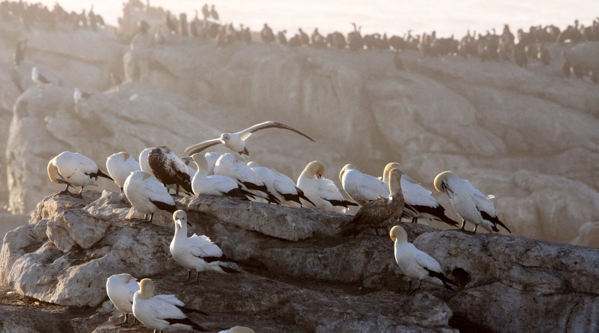 Cape gannet (Morus capensis) Lambert's Bay South Africa (103).JPG