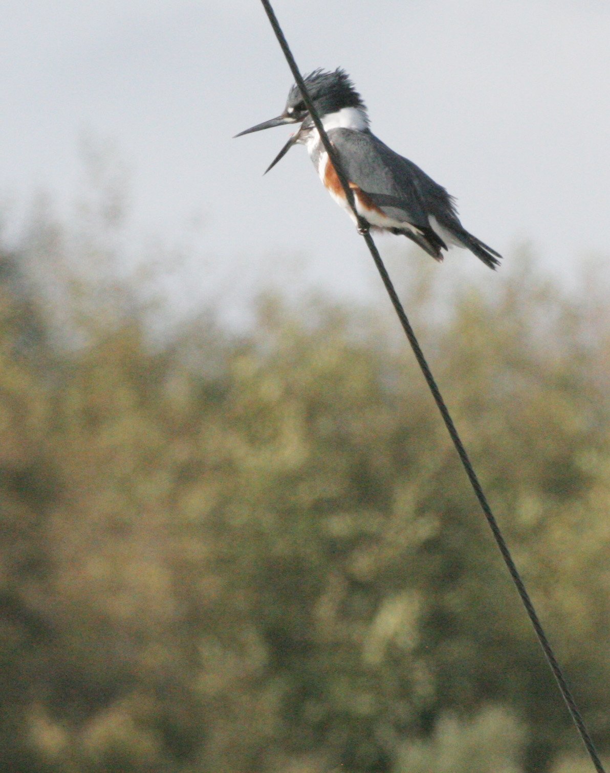 BIRD - KINGFISHER - BELTED KINGFISHER - DUNGENESS WETLANDS.JPG