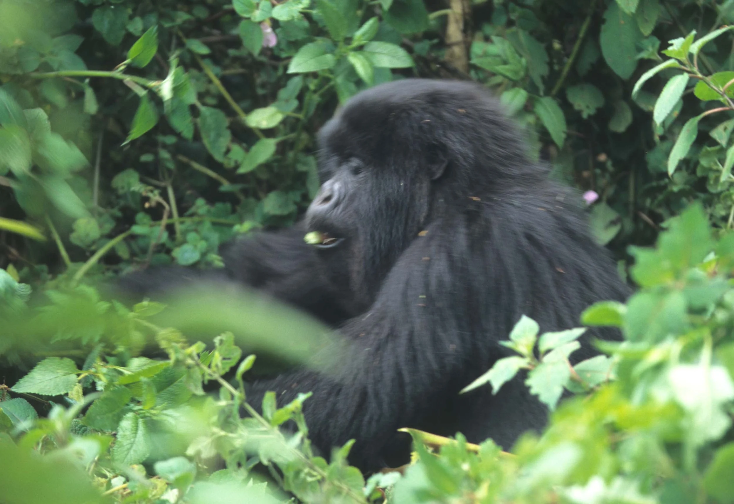 PRIMATE - GORILLA-RWANDA PARC DU VULCANS (3).jpg