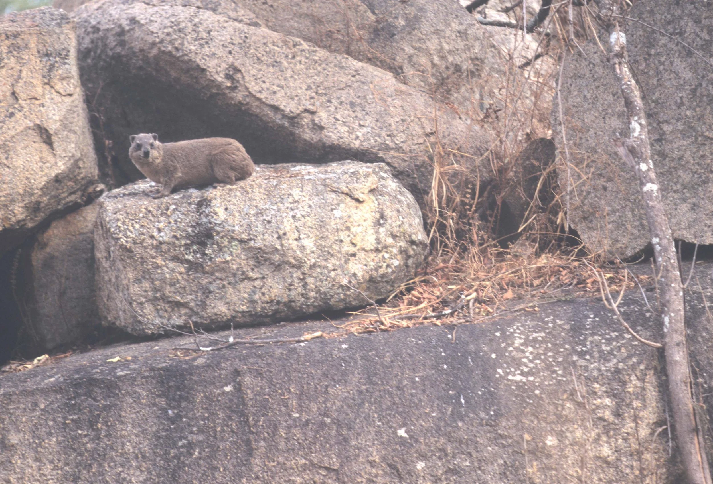 ROCK HYRAX - ZIMBABWE D.jpg