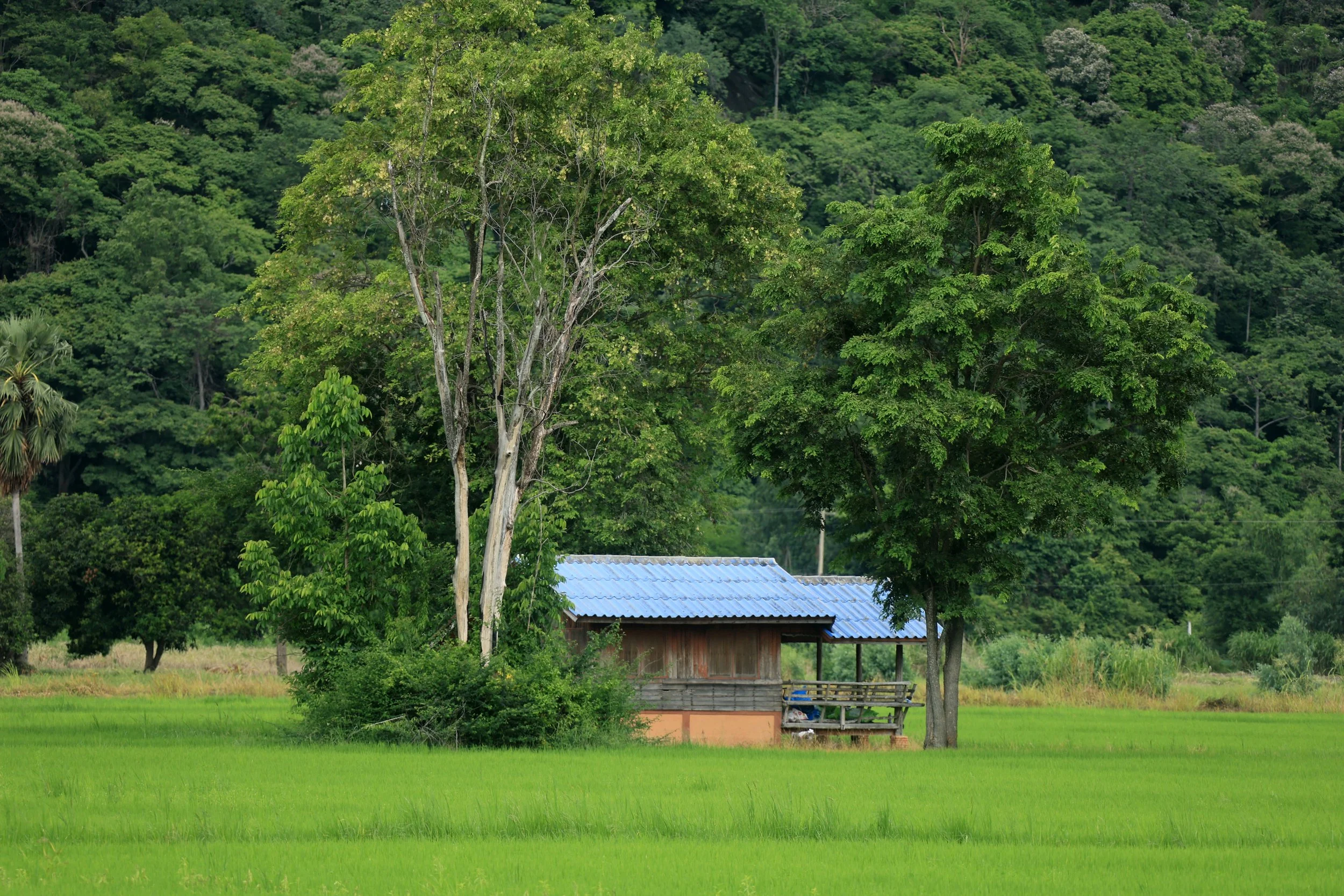 Khao Nor Khao Kaew Bat Viewing Nakhon Sawan (32).jpg