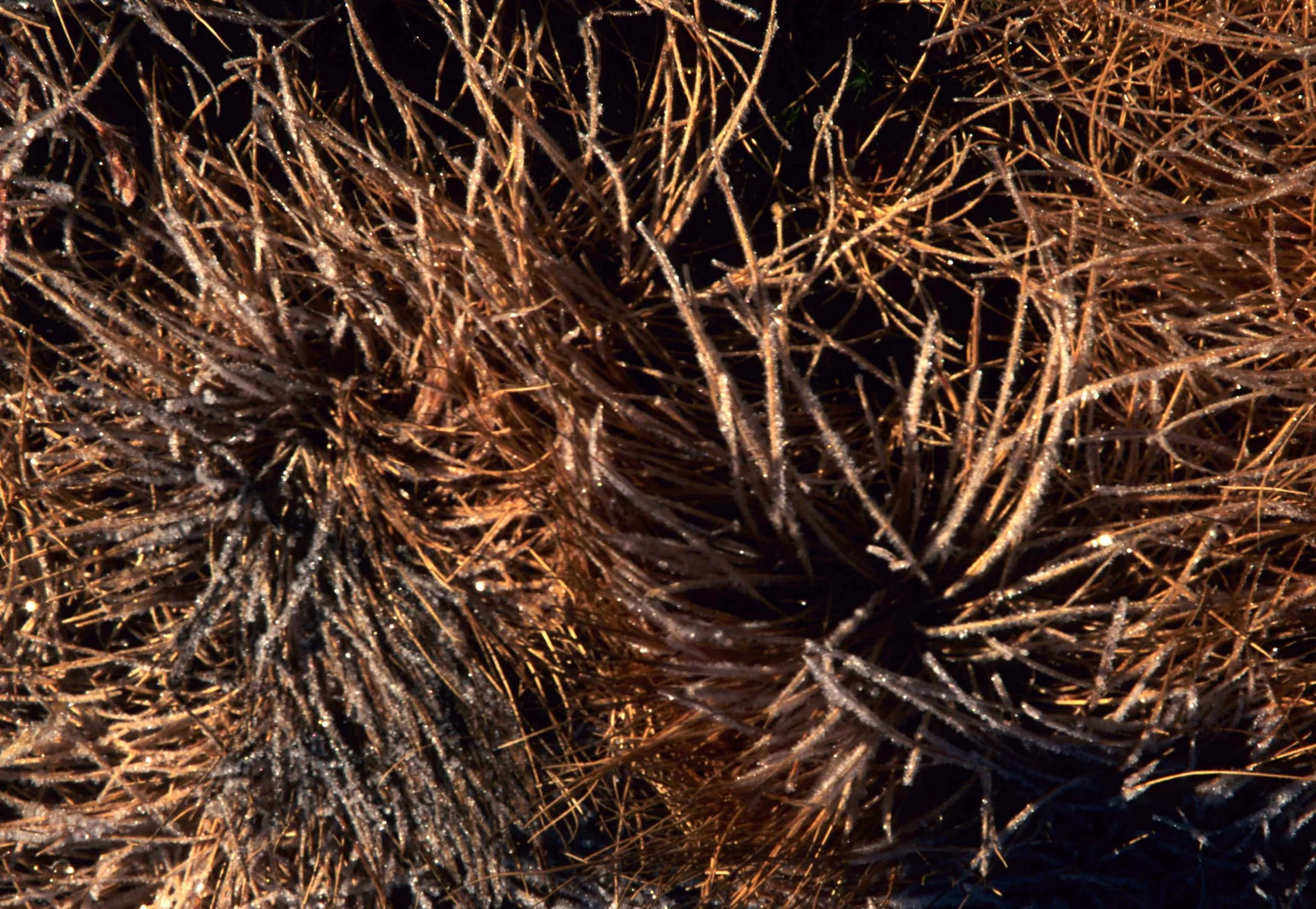 CALIFORNIA - SIERRA - PLANT SPECIES (2).jpg