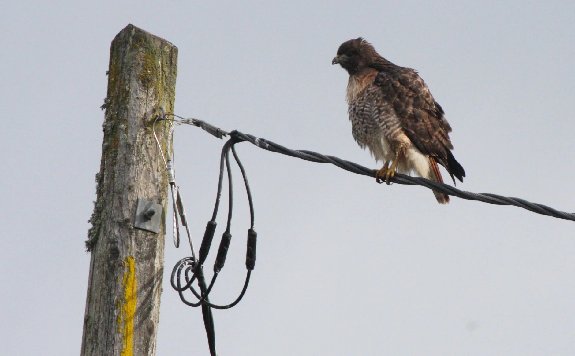 BIRD - HAWK - RED-TAILED HAWK - JAMESTOWN WA (31).JPG