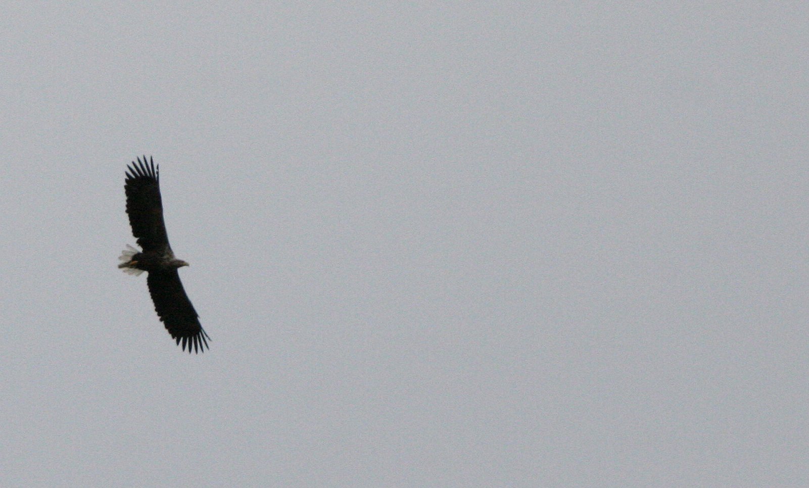 Haliaeetus albicilla - WHITE-TAILED SEA EAGLE - NEAR ALTA NORWAY (7).jpg