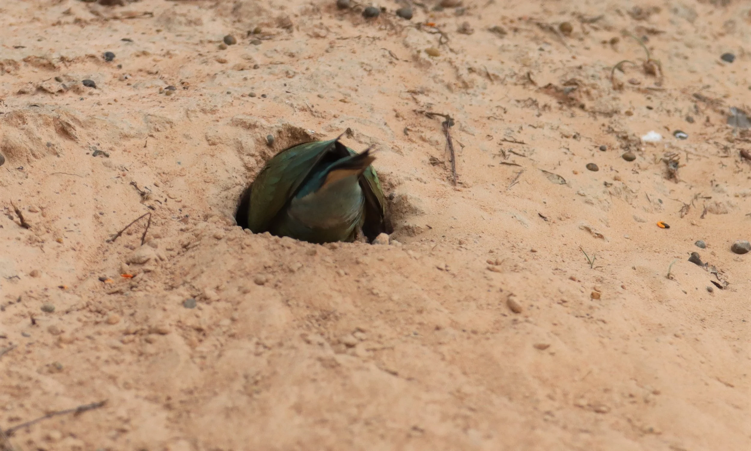 BEE-EATER - BLUE-TAILED BEE-EATER - Merops philippinus - KABIN BURI WETLANDS IN TOWN (31).jpg