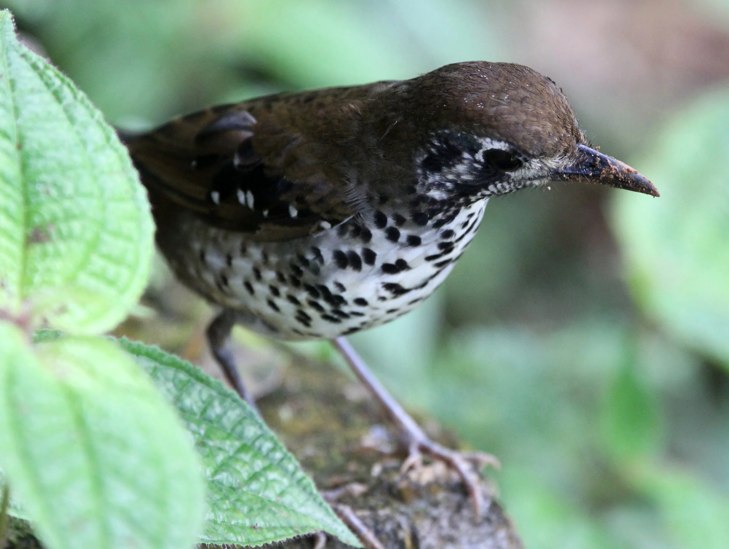Spot-winged (Ground) Thrush (Geokichla spiloptera) Singharaja National Park Sri Lanka (7).JPG
