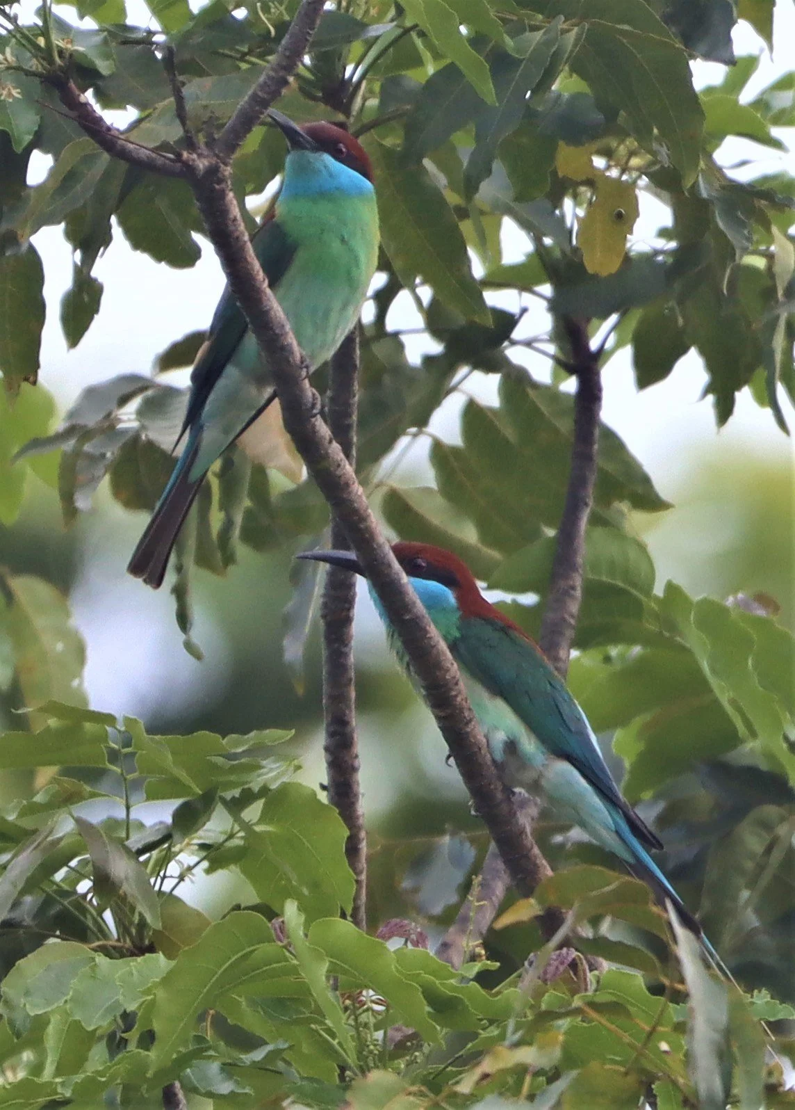 BEE-EATER - BLUE-THROATED BEE-EATER - Merops viridis - Khao Mai Kaeo, Bang Lamung District, Chon Buri (72).jpg