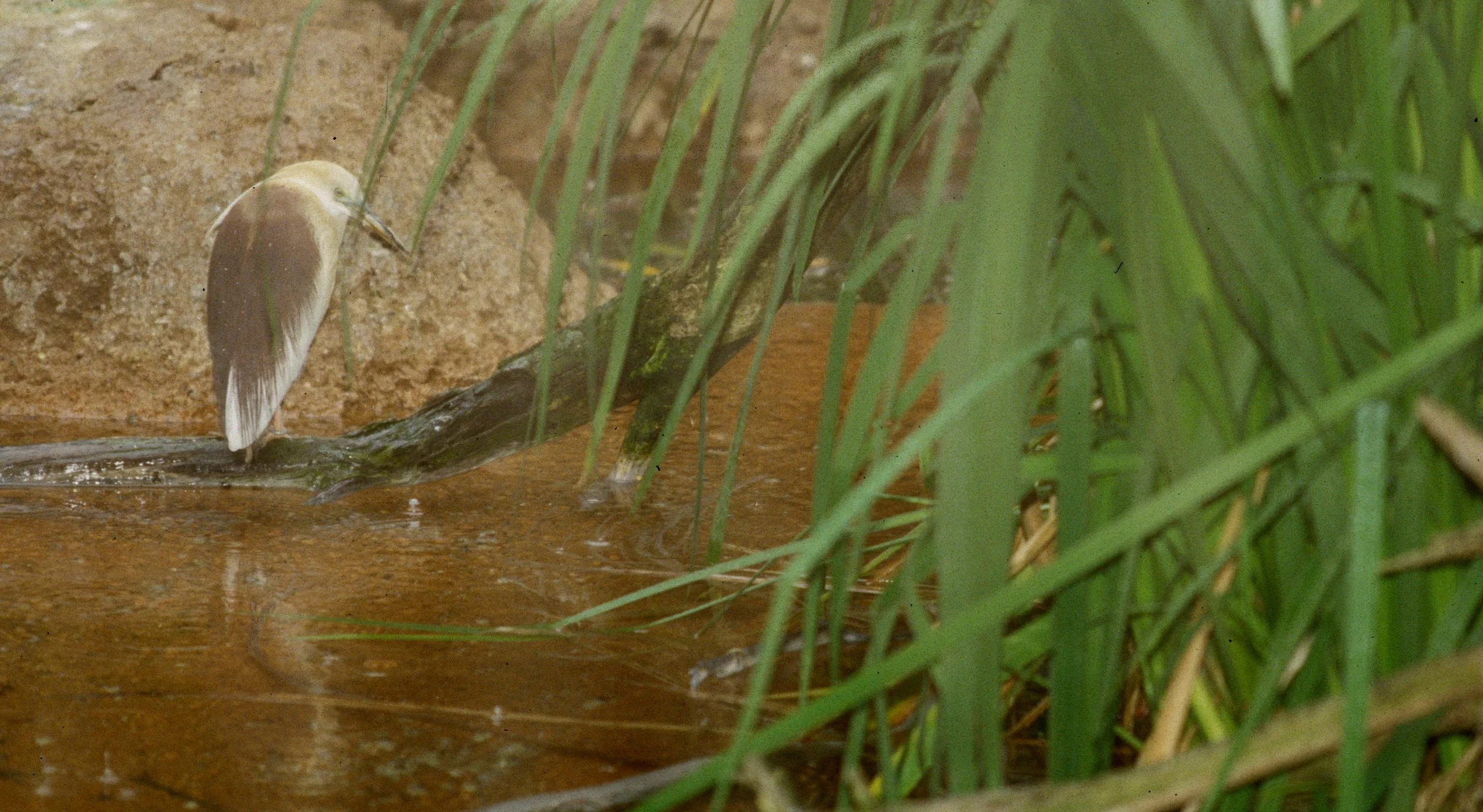 HERON - SQUACCO HERON POSSIBLY - SAN DIEGO ZOO (1).jpg