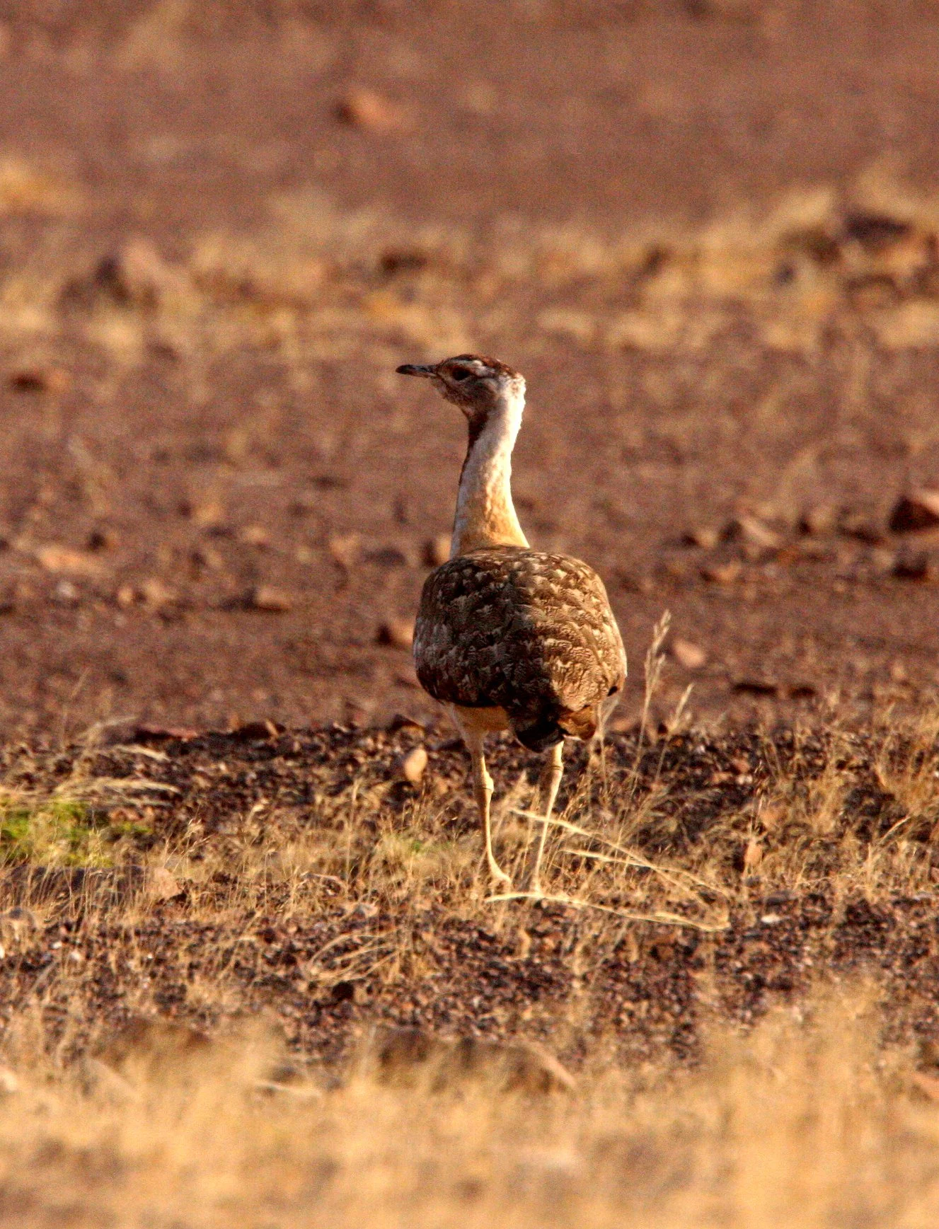 Ludwig's bustard (Neotis ludwigii) Damaraland Namibia (3).JPG