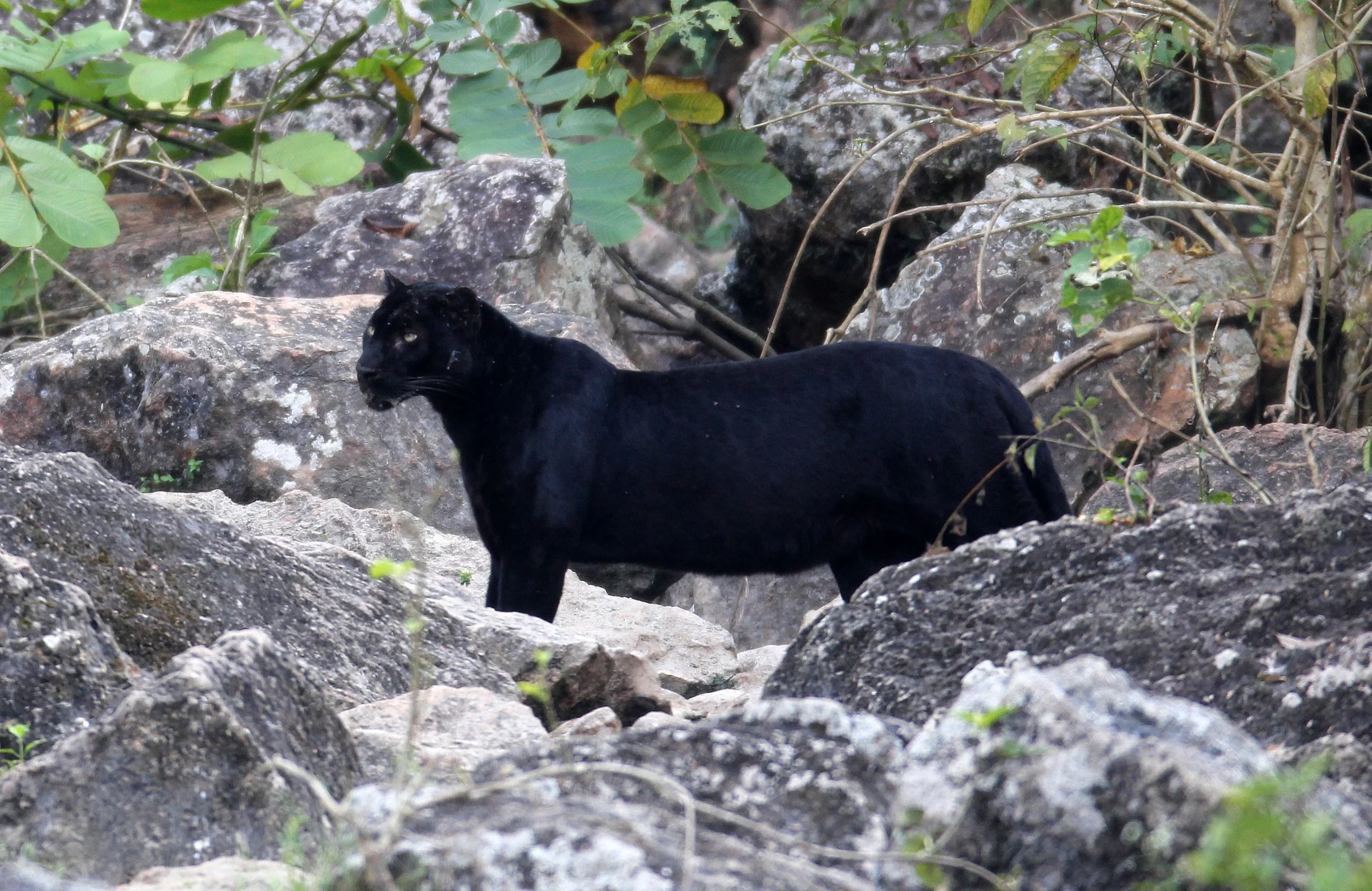 Panthera pardus delacouri - INDOCHINESE LEOPARD - MELANISTIC FORM - HUAI KHA KHAENG - KAPOK KAPIEN STATION & MINERAL LICK - THAI (163).JPG