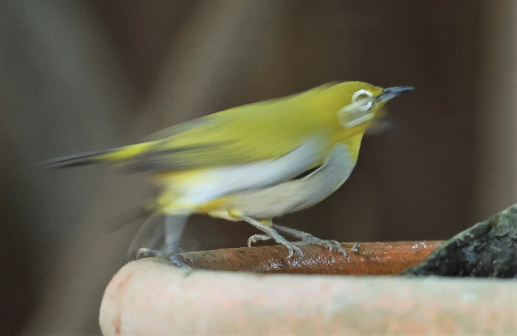 Swinhoe's White-eye (Zosterops simplex) Bang Pu Recreational Park & Mangrove Forest (74).jpg