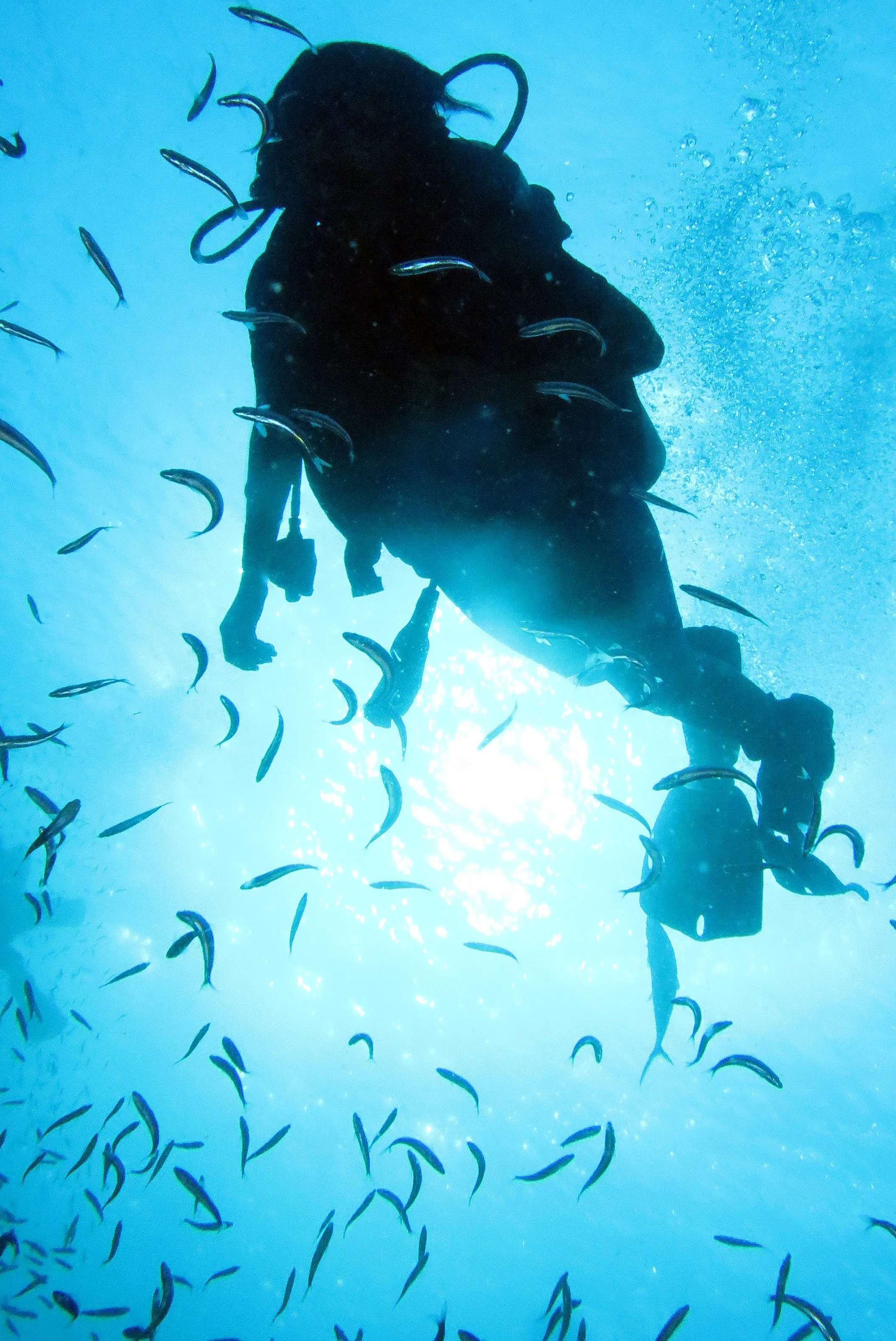 2016 Similans Trip with ISB GCW (51).JPG