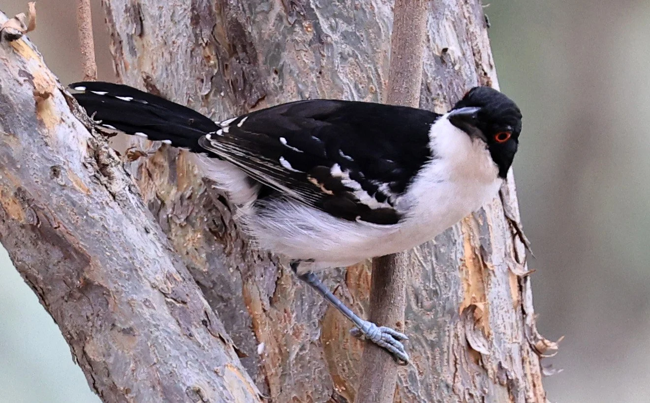 Great Antshrike (Taraba major) Hotel Campestre Iparoma Paraguay (3).jpg