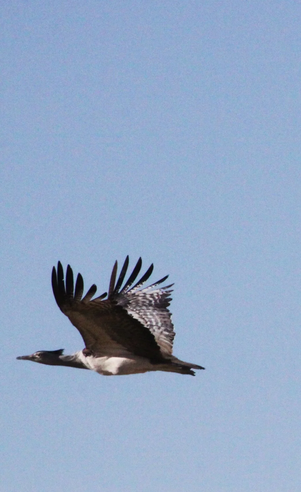 Kori bustard (Ardeotis kori) Etosha NP, Namibia (3).JPG