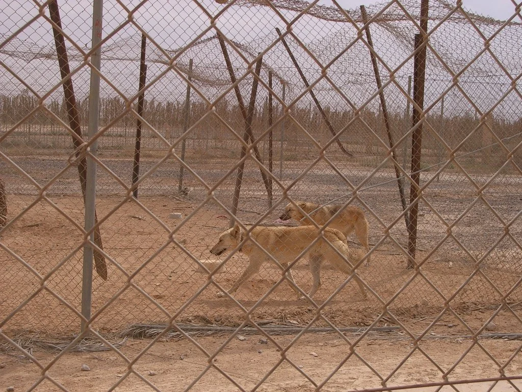 SHAUMARI CAPTIVE BREEDING CENTER (12).JPG