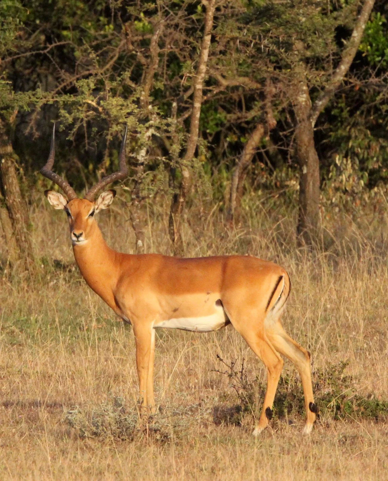 Aepyceros melampus Impala — Coke Smith Wildlife