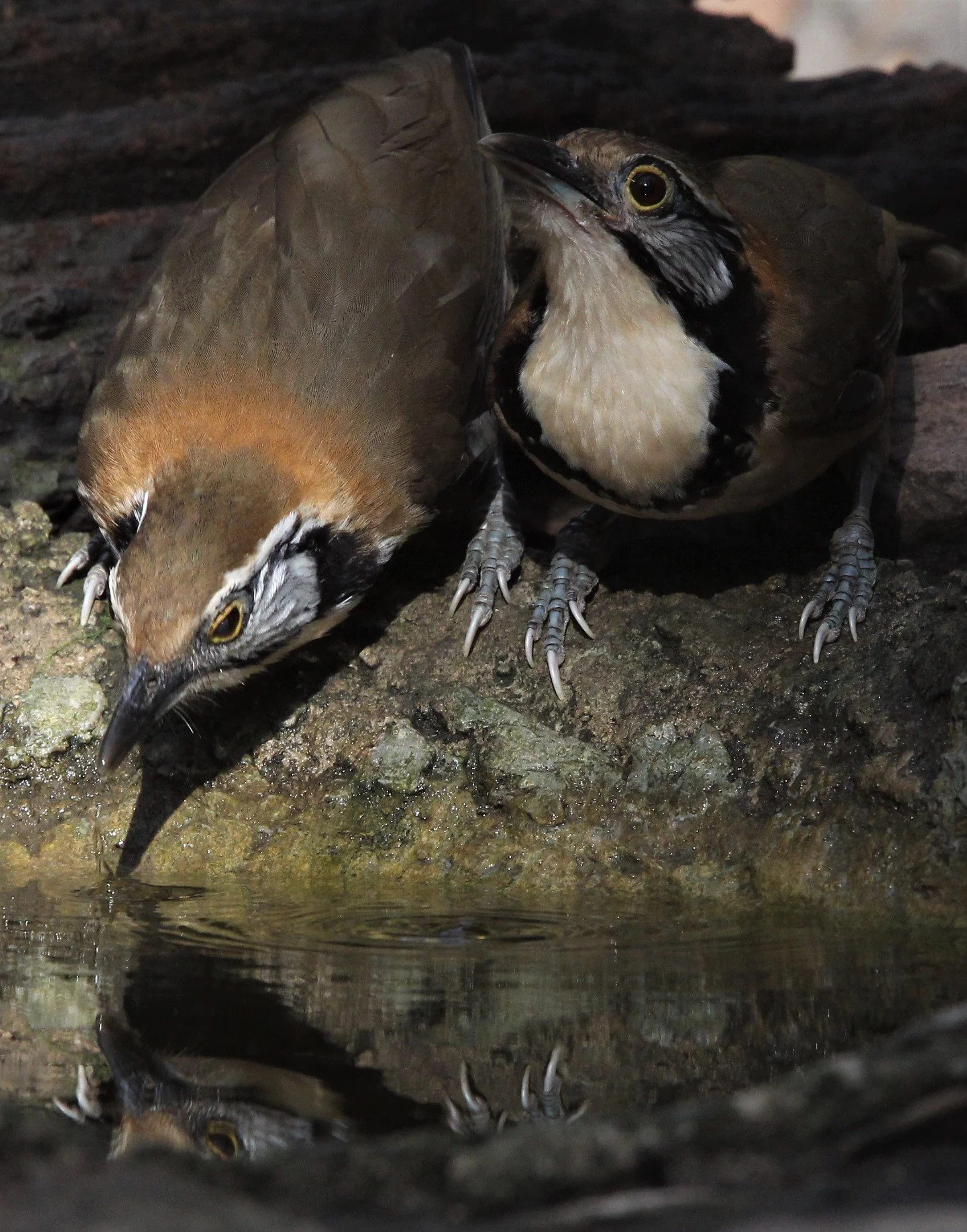 LAUGHINGTHRUSH - GREATER NECKLACED LAUGHINGTHRUSH - Garrulax pectoralis - LUNG SIN HIDE, KAENG KRACHAN (19).jpg