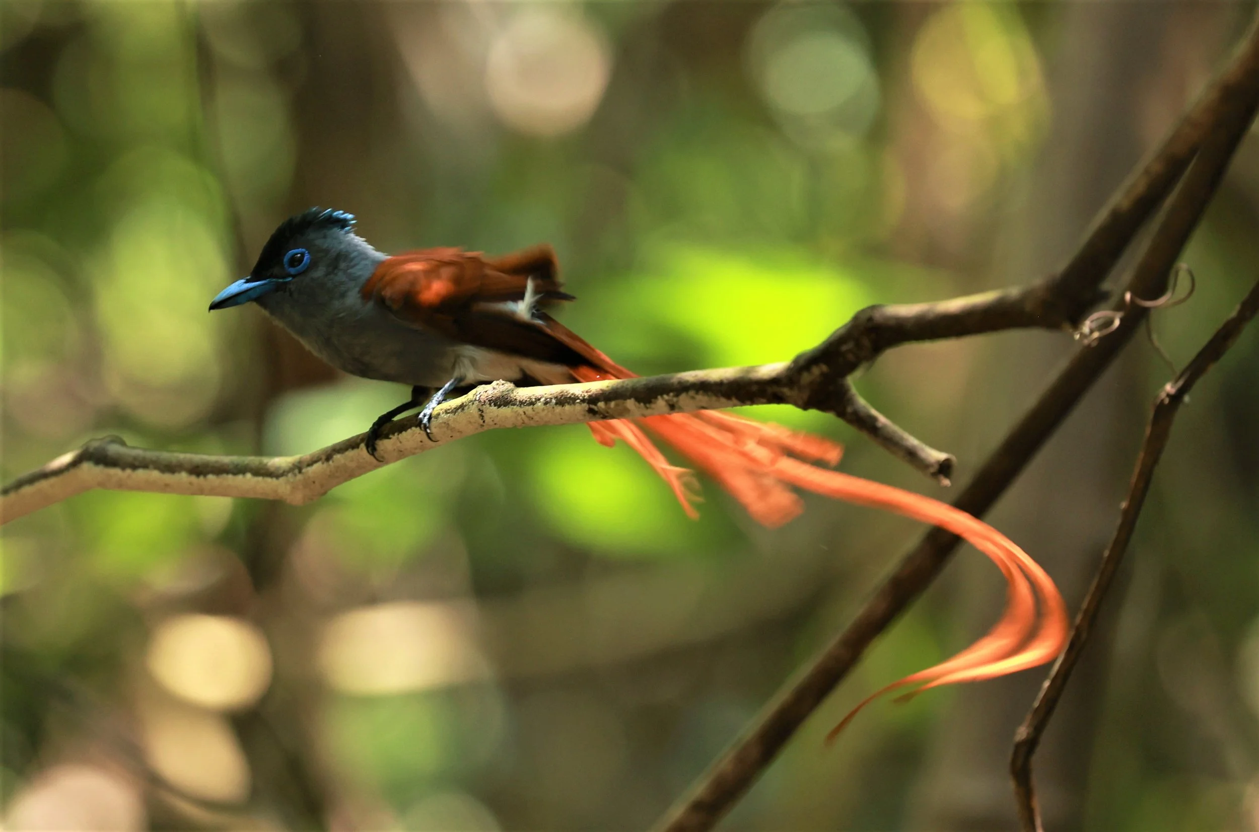 PARADISE-FLYCATCHER - BLYTH'S PARADISE-FLYCATCHER - Terpsiphone affinis - KRUNG CHING, KHAO LUANG NATIONAL PARK, THAILAND APRIL 2023 (14).jpg