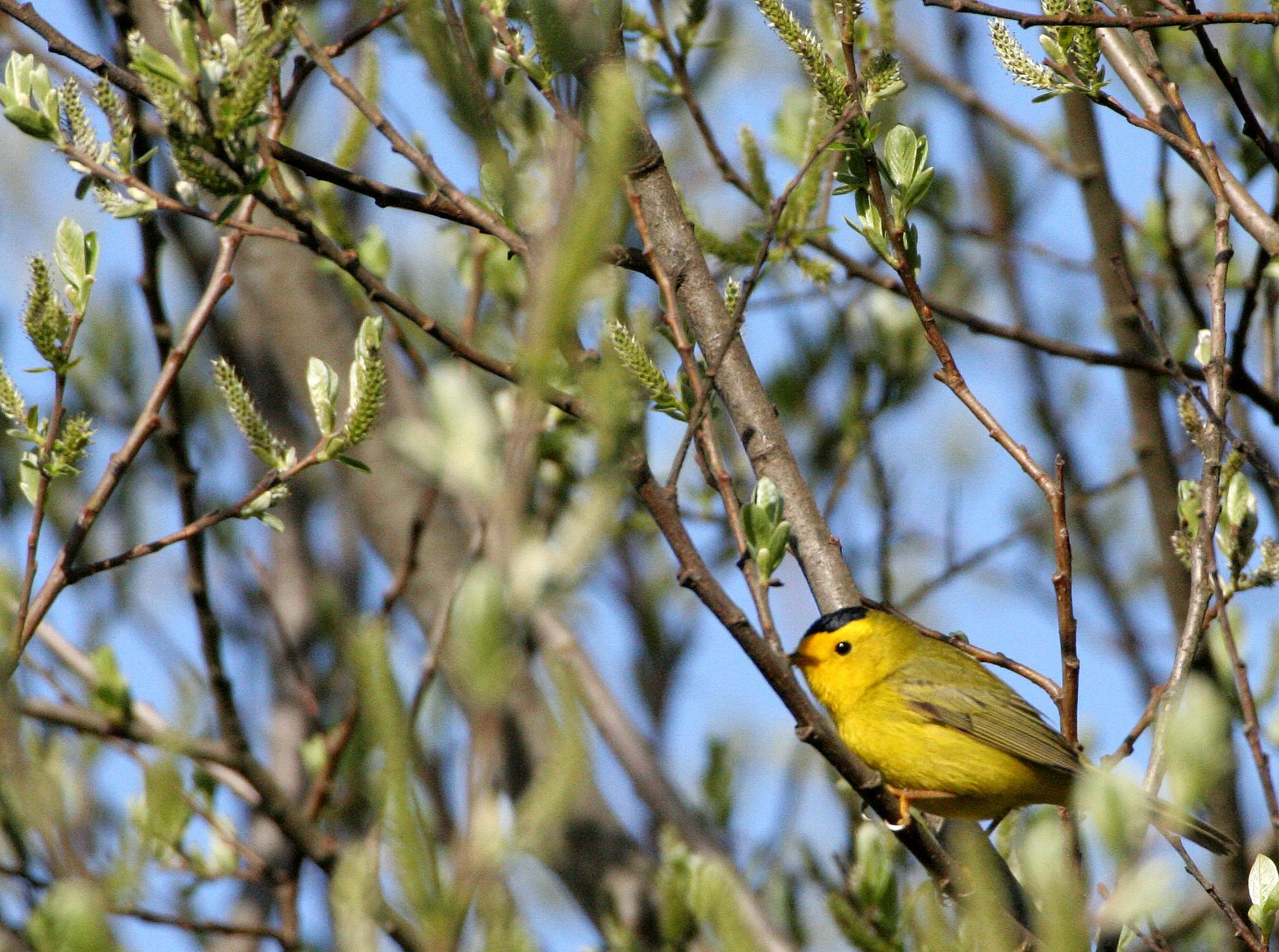Wilson's Warbler - Wilsonia pusilla - Lake Farm Olympic Peninsula, Washington