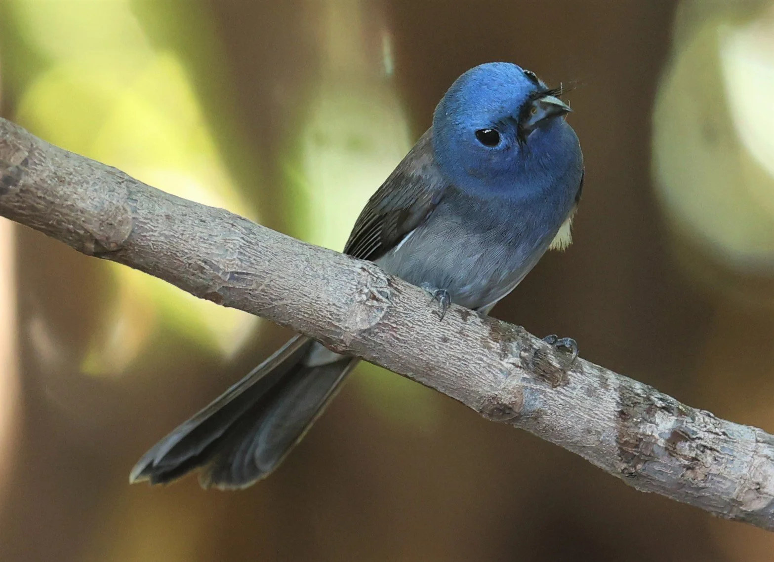 MONARCH - BLACK-NAPED MONARCH - Hypothymis azurea - BANG PU 11 DEC 2021 (6).jpg