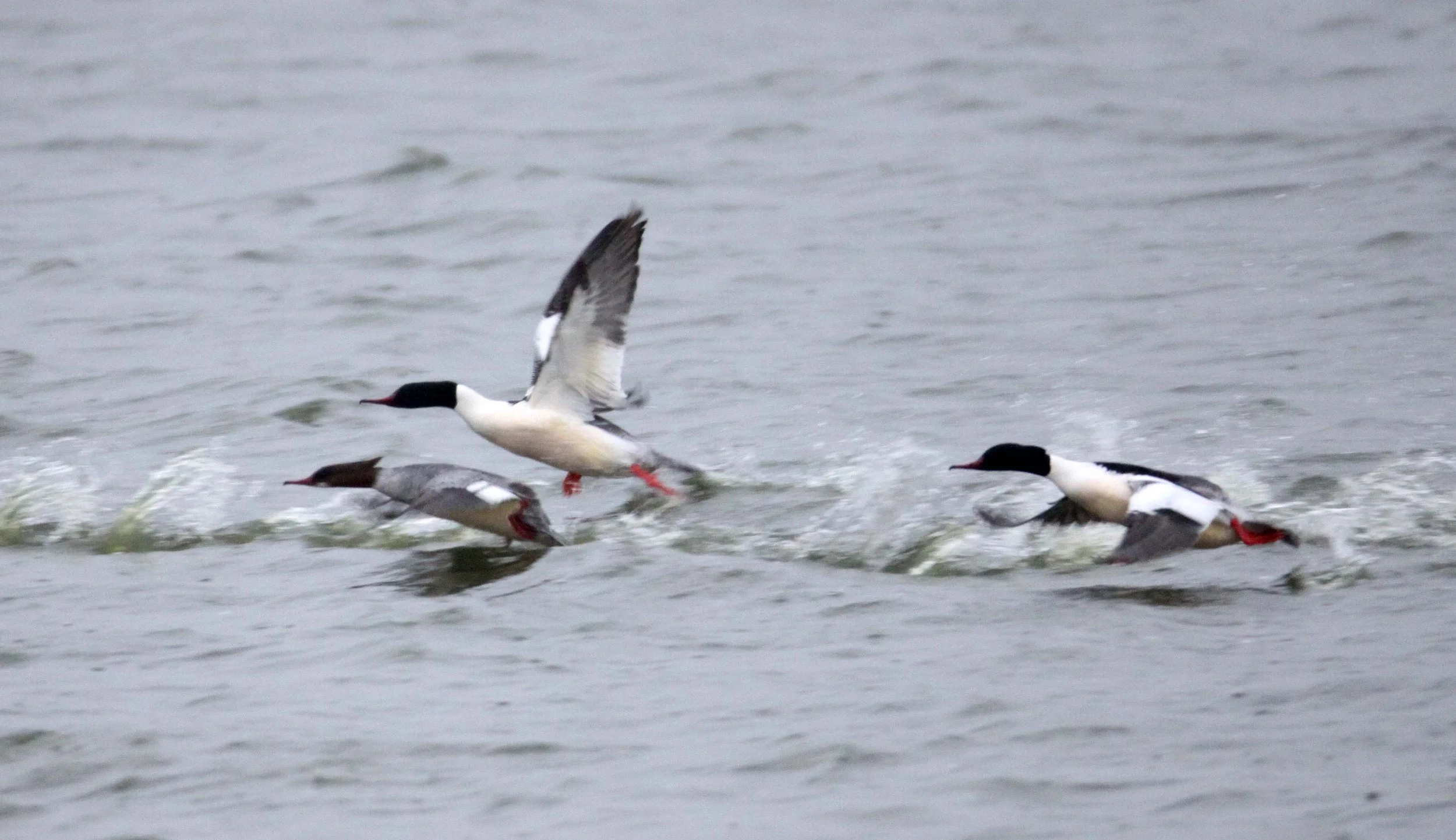 MERGANSER - COMMON MERGANSER (GOOSANDER) - Mergus merganser - YANCHENG CHINA (7).JPG