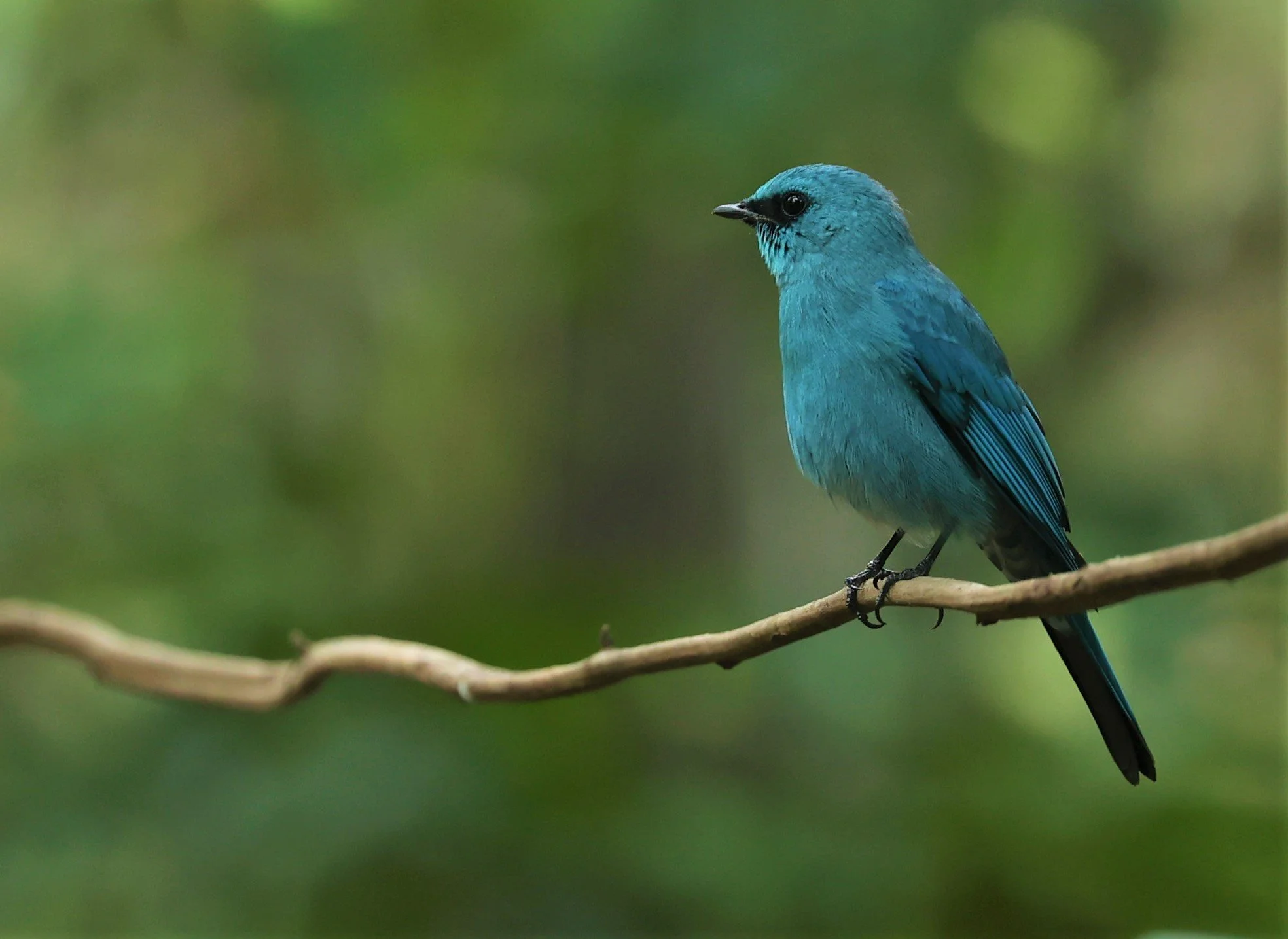 FLYCATCHER - VERDITER FLYCATCHER - Eumyias thalassina - WAT THAM PRATHUM CHONBURI JAN 30 2022 (37).jpg