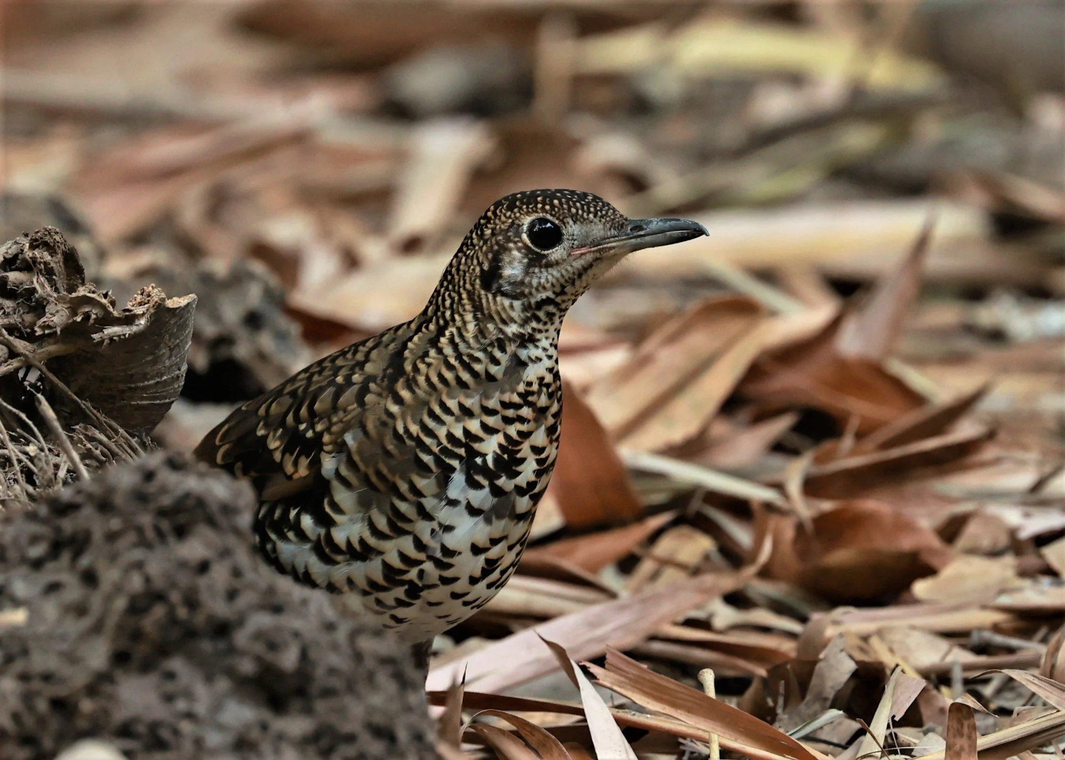 White's Thrush (Zoothera aurea) Putthamonthon Park Nakhon Pathom Thailand (188).jpg