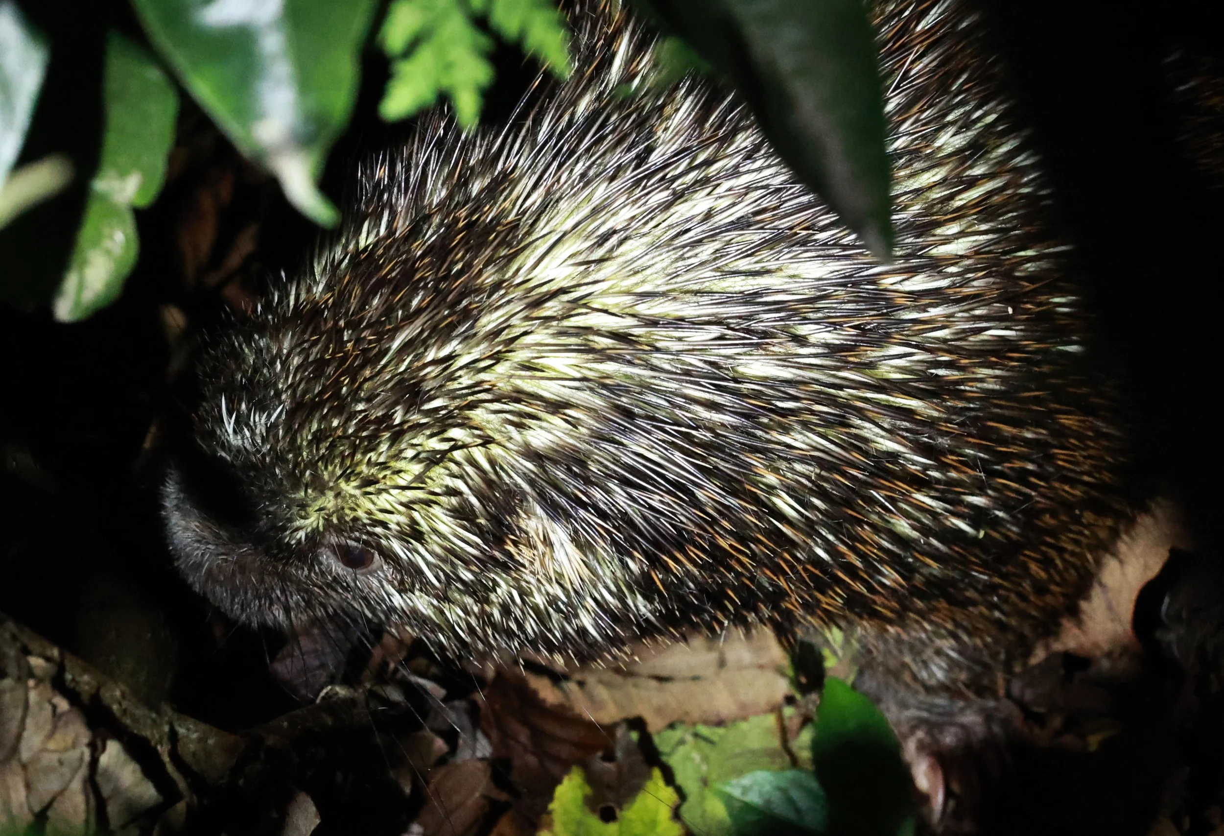 Genus Coendou. South American Porcupines — Coke Smith Wildlife