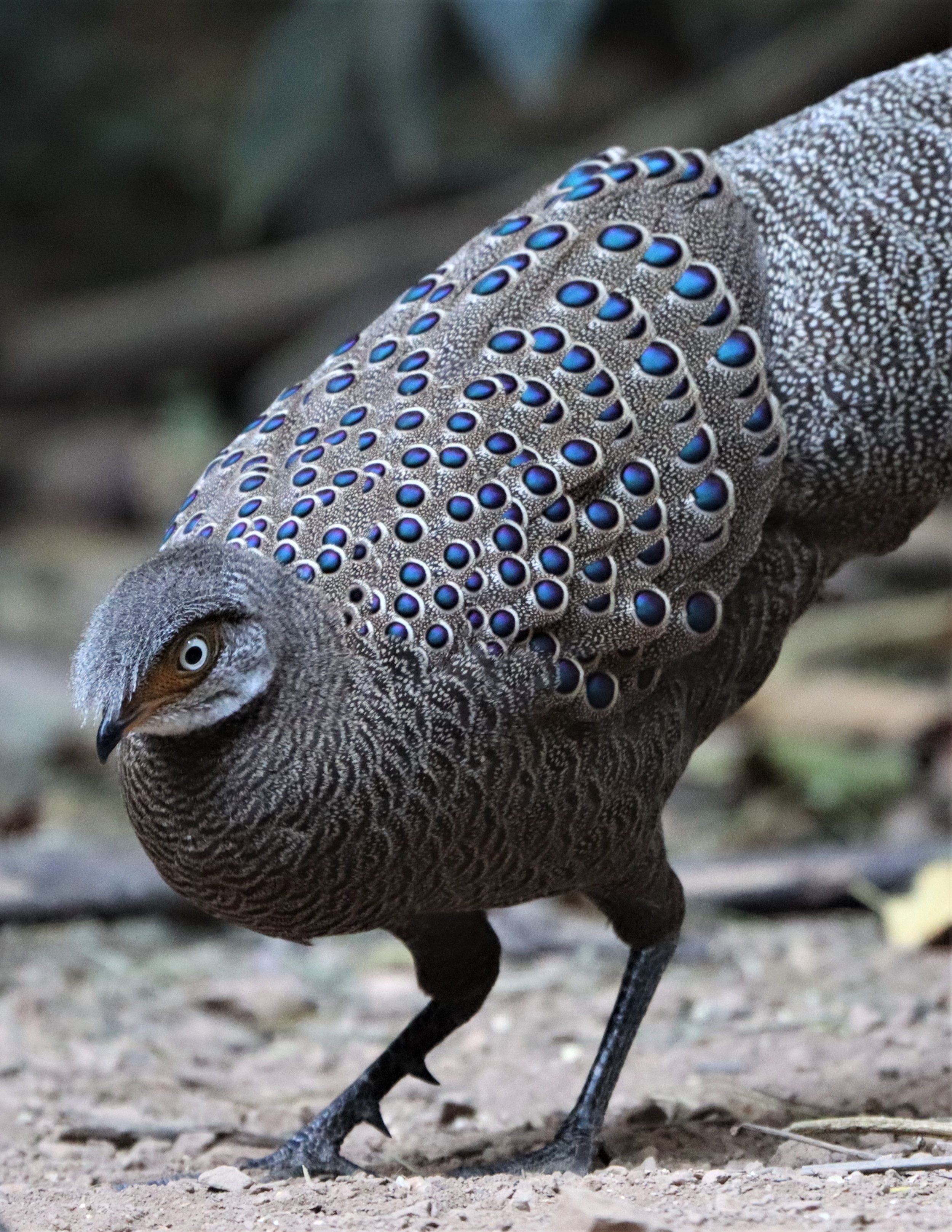 Grey Peacock Pheasant (Polyplectron bicalcaratum)