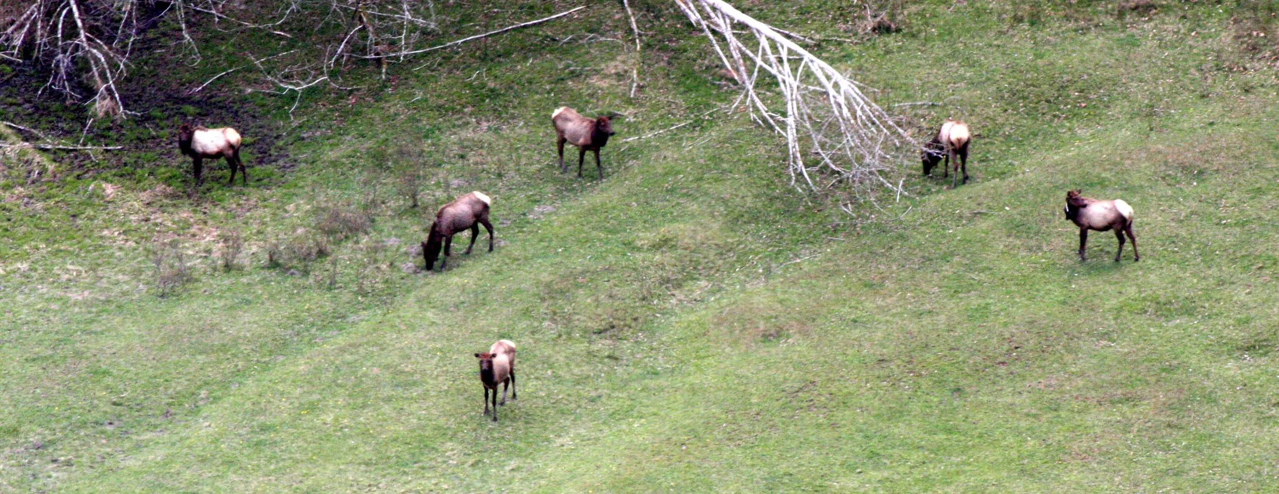 CERVID - ELK - ROOSEVELT ELK - ELWHA VALLEY WA (8).JPG