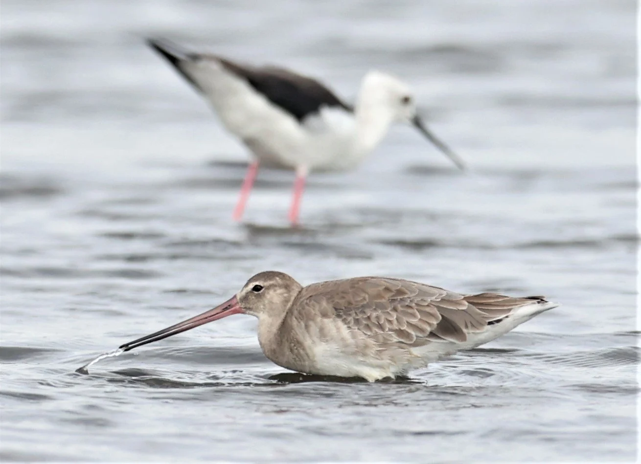GODWIT - BLACK-TAILED GODWITS - Limosa limosa - WITH CURLEW SANDPIPER - BANG PAKONG SALT PANS CHACHOENGSAO WEST OF RIVER 14 NOV 2021 (7).jpg