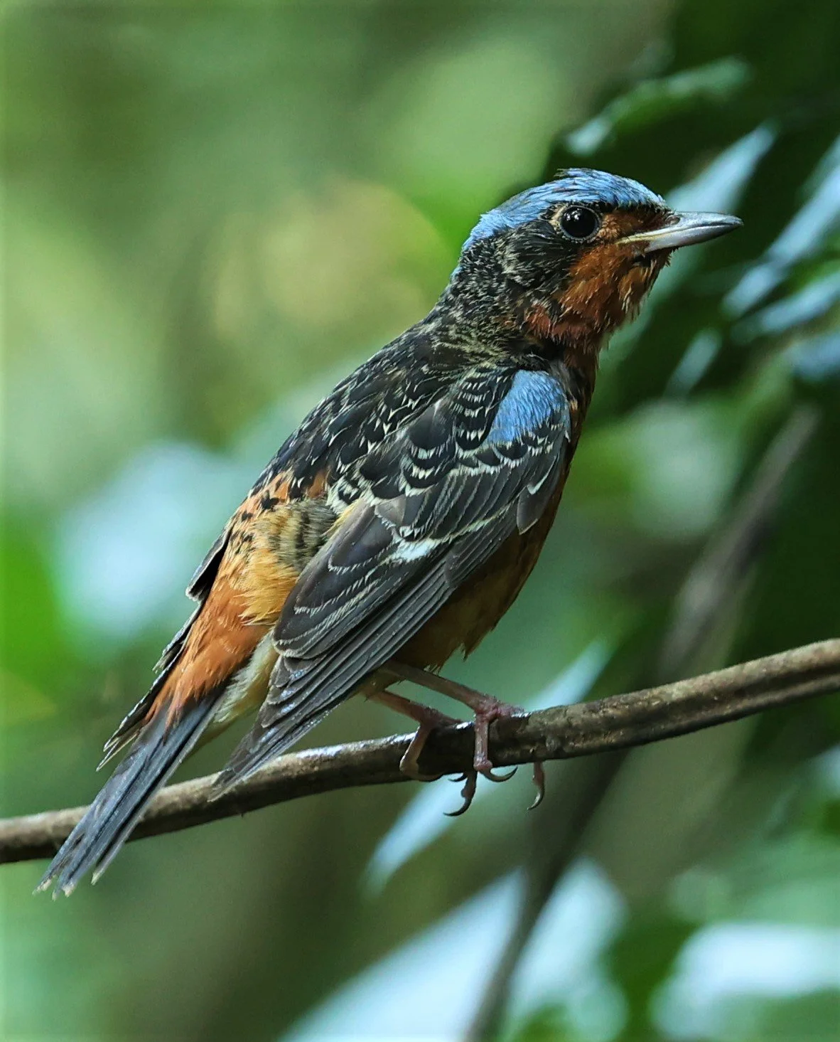 ROCK-THRUSH - WHITE-THROATED ROCK-THRUSH - Monticola gularis - WAT THAM PRATHUM CHONBURI March 2022 (79).jpg