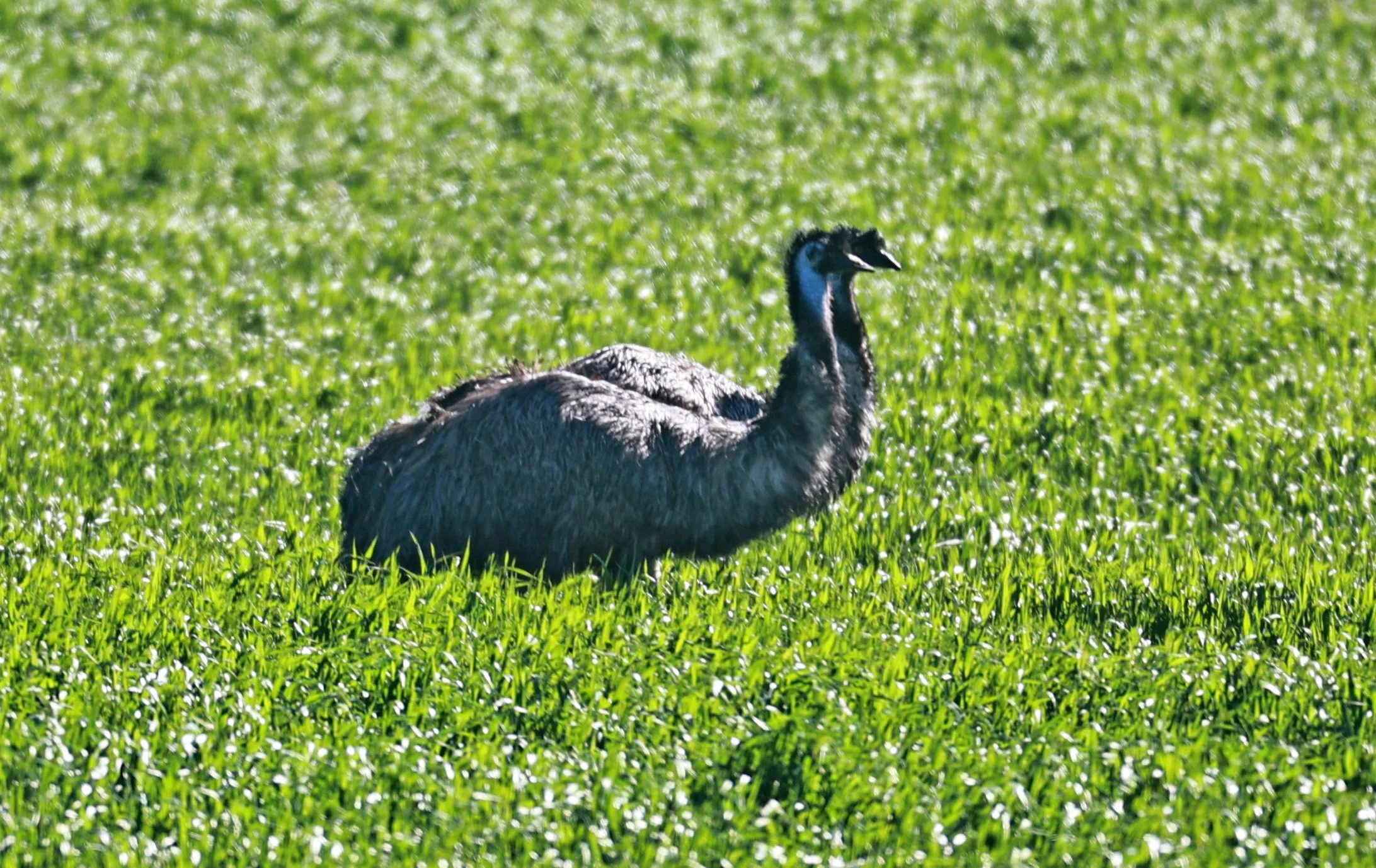 Emu (Dromaius novaehollandiae) Stirling Range NP - Western Australia (37).jpg