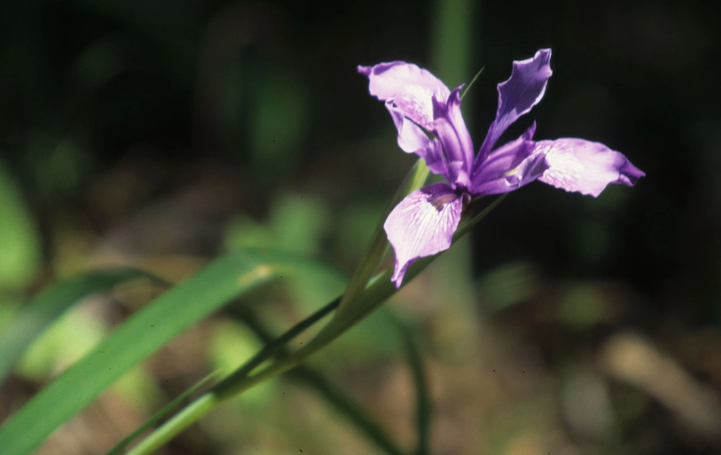 CALIFORNIA - BIG SUR - IRIS DOUGLASII - DOUGLAS IRIS.jpg