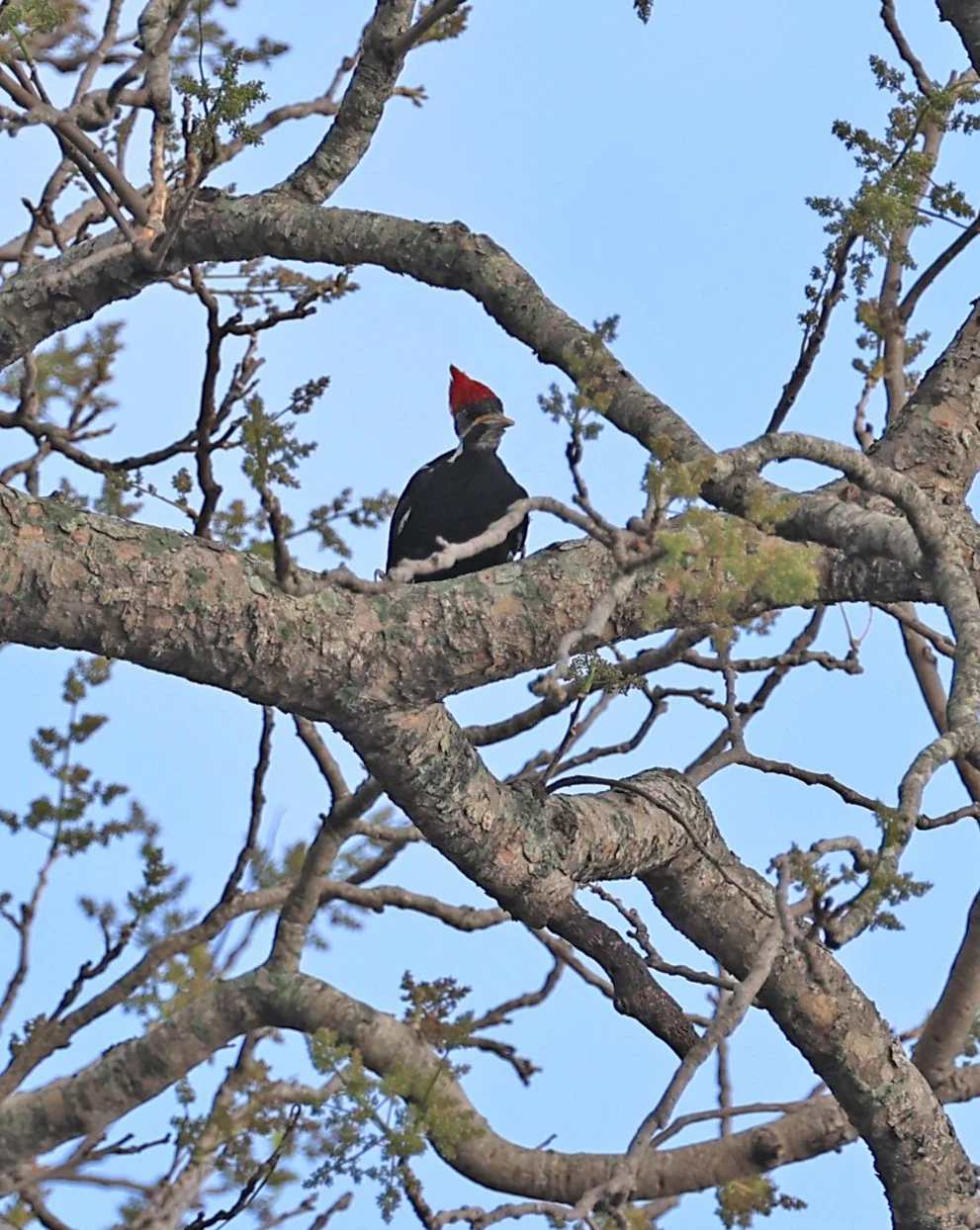 Black-bodied Woodpecker (Dryocopus schulzi) Selva Serena Natural Reserve (9).jpg