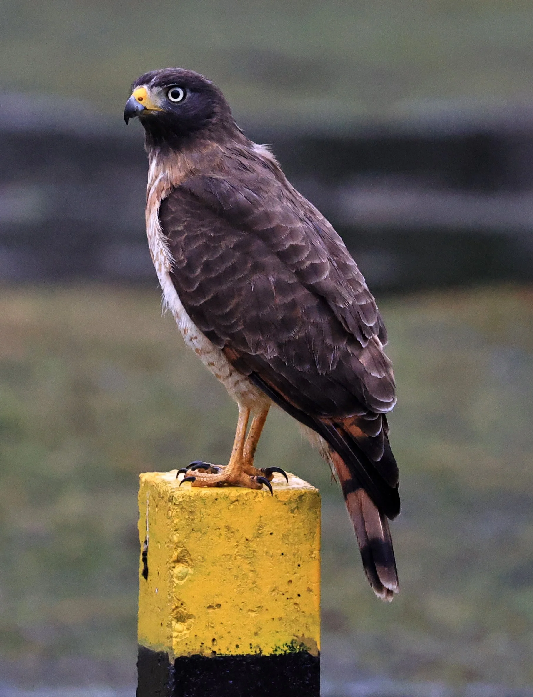 Roadside Hawk (Rupornis magnirostris) El Palmar National Park, Entre Rios, Argentina (10).jpg