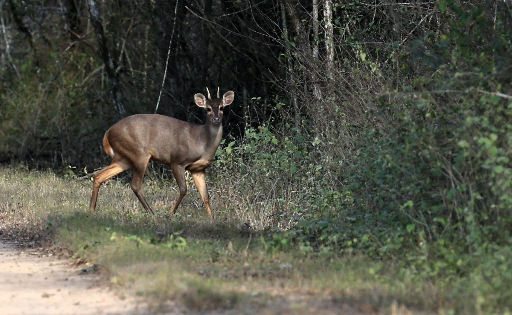 Southern Brown Brocket (Subulo gouazoubira) Selva Serena Natural Reserve (17).jpg