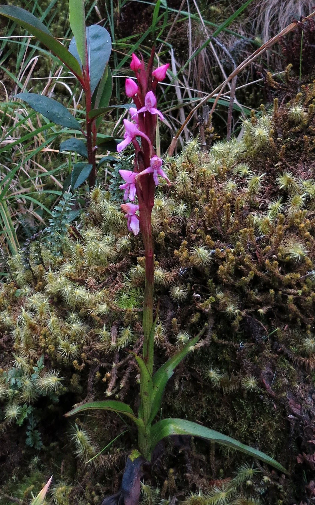 RWENZORI NATIONAL PARK UGANDA (167).JPG
