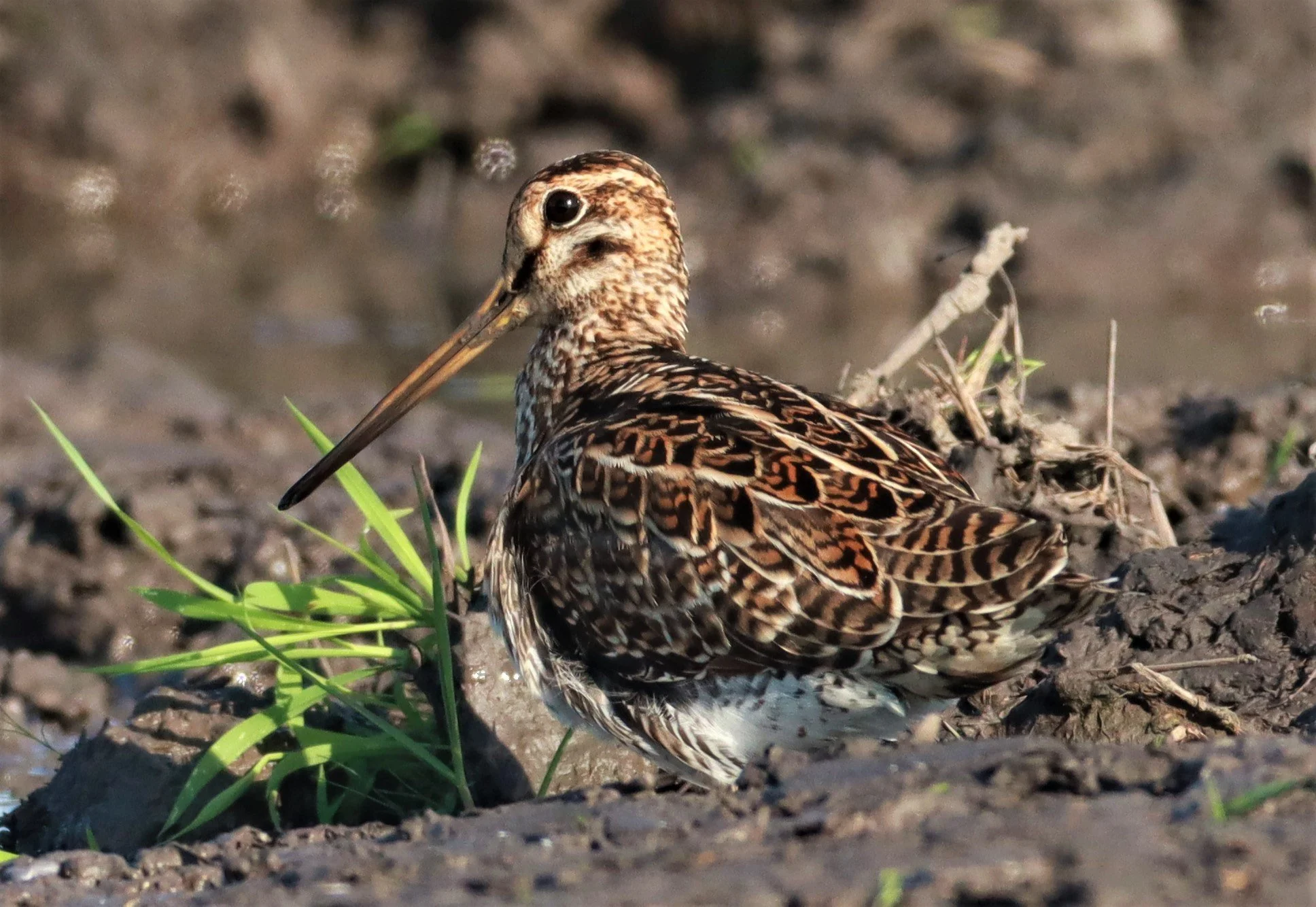 SNIPE - PINTAIL SNIPE - Gallinago stenura - PATHUM THANI RICE RESEARCH CENTER AUGUST 24 2021 (73).jpg