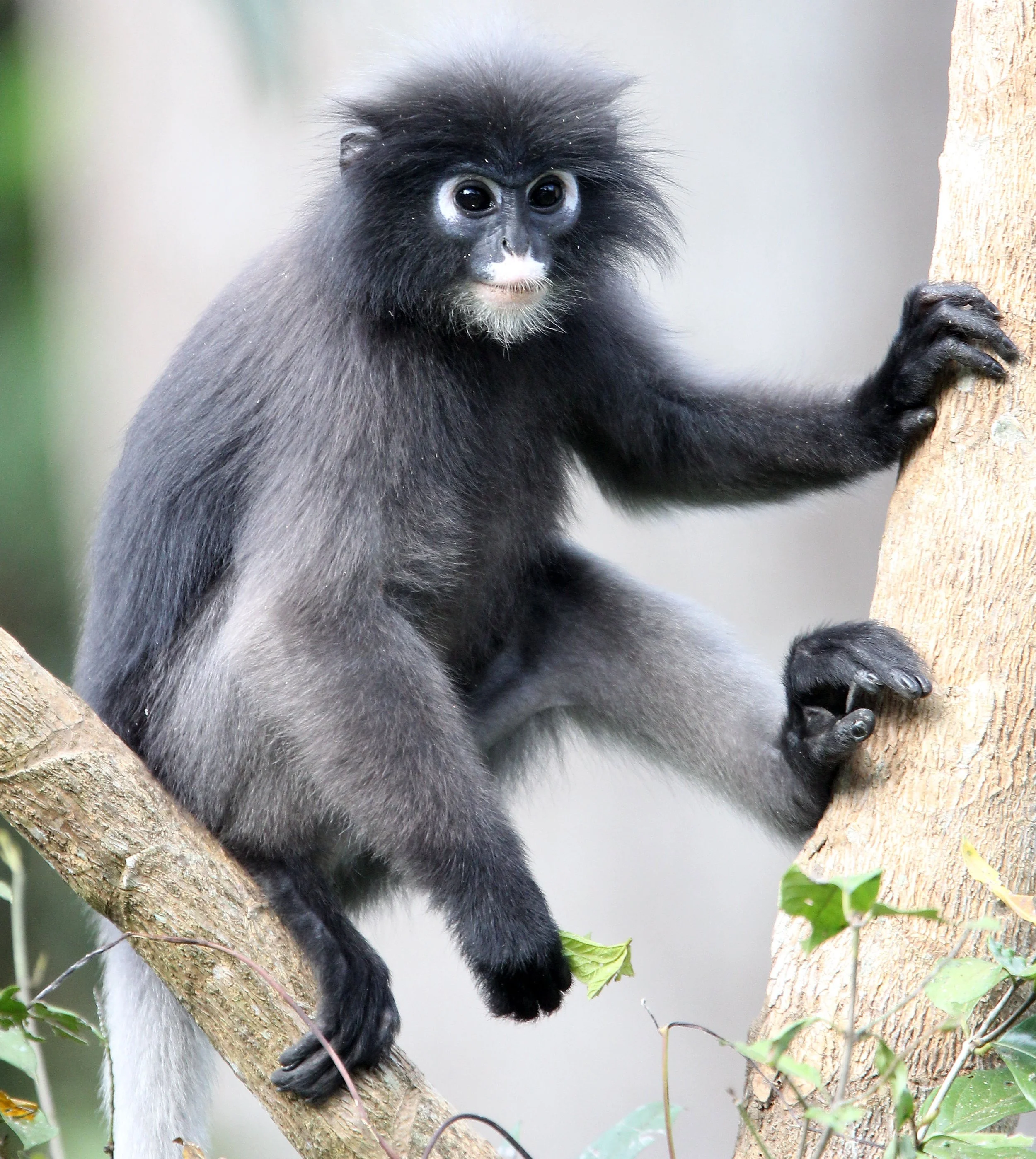 CERCOPITHECIDAE - Trachypithecus obscurus flavicauda - BLOND-TAILED (DUSKY) LANGUR - KAENG KRACHAN  NATIONAL PARK THAILAND (25).JPG